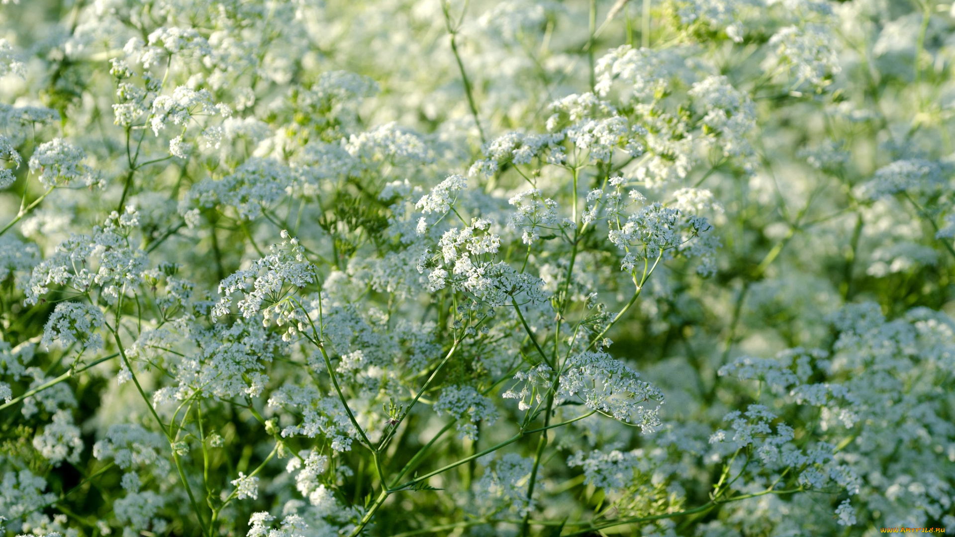 кружева, королевы, анны, цветы, луговые, полевые, дикая, морковь