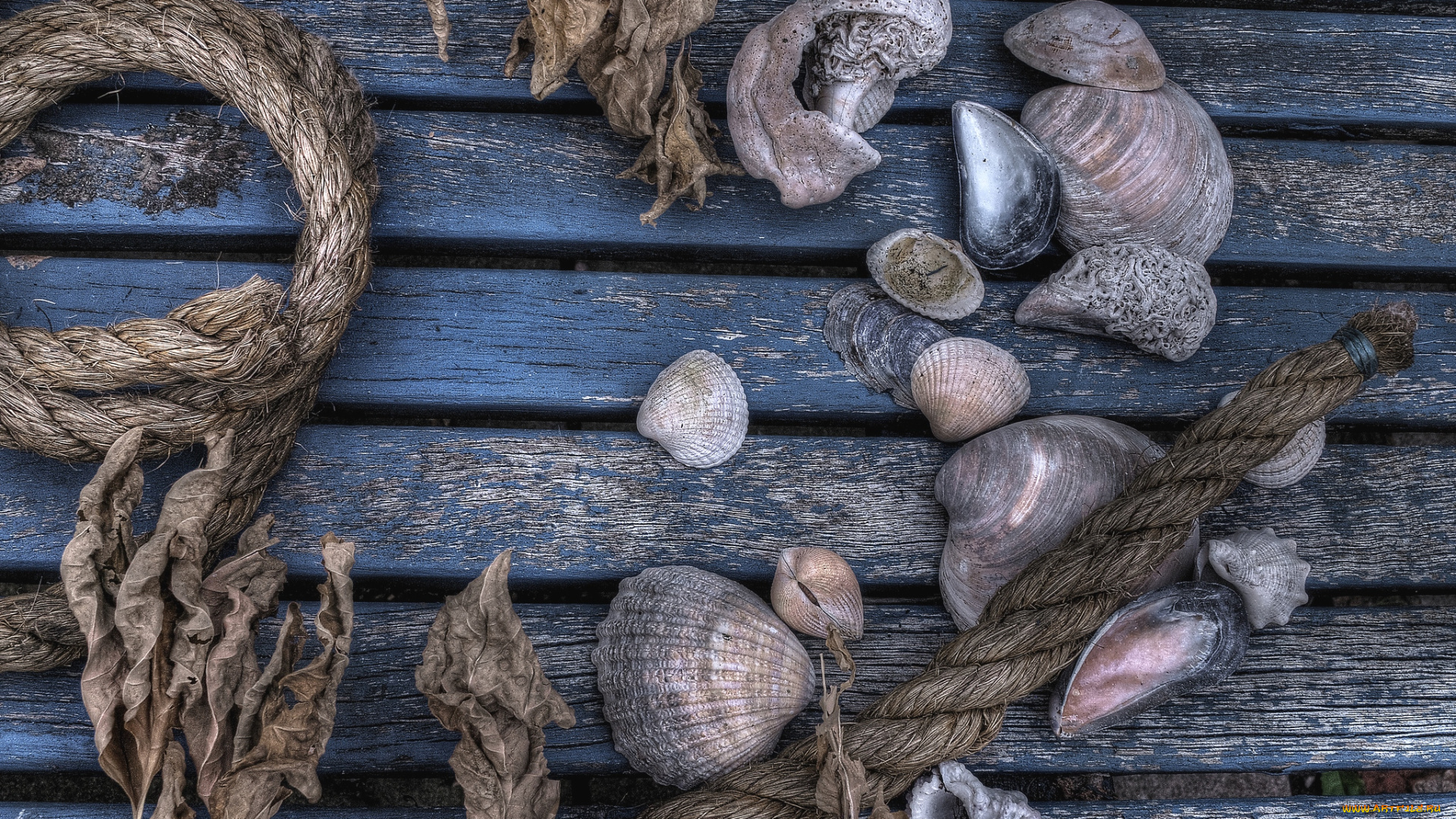 разное, ракушки, кораллы, декоративные, spa, камни, веревка