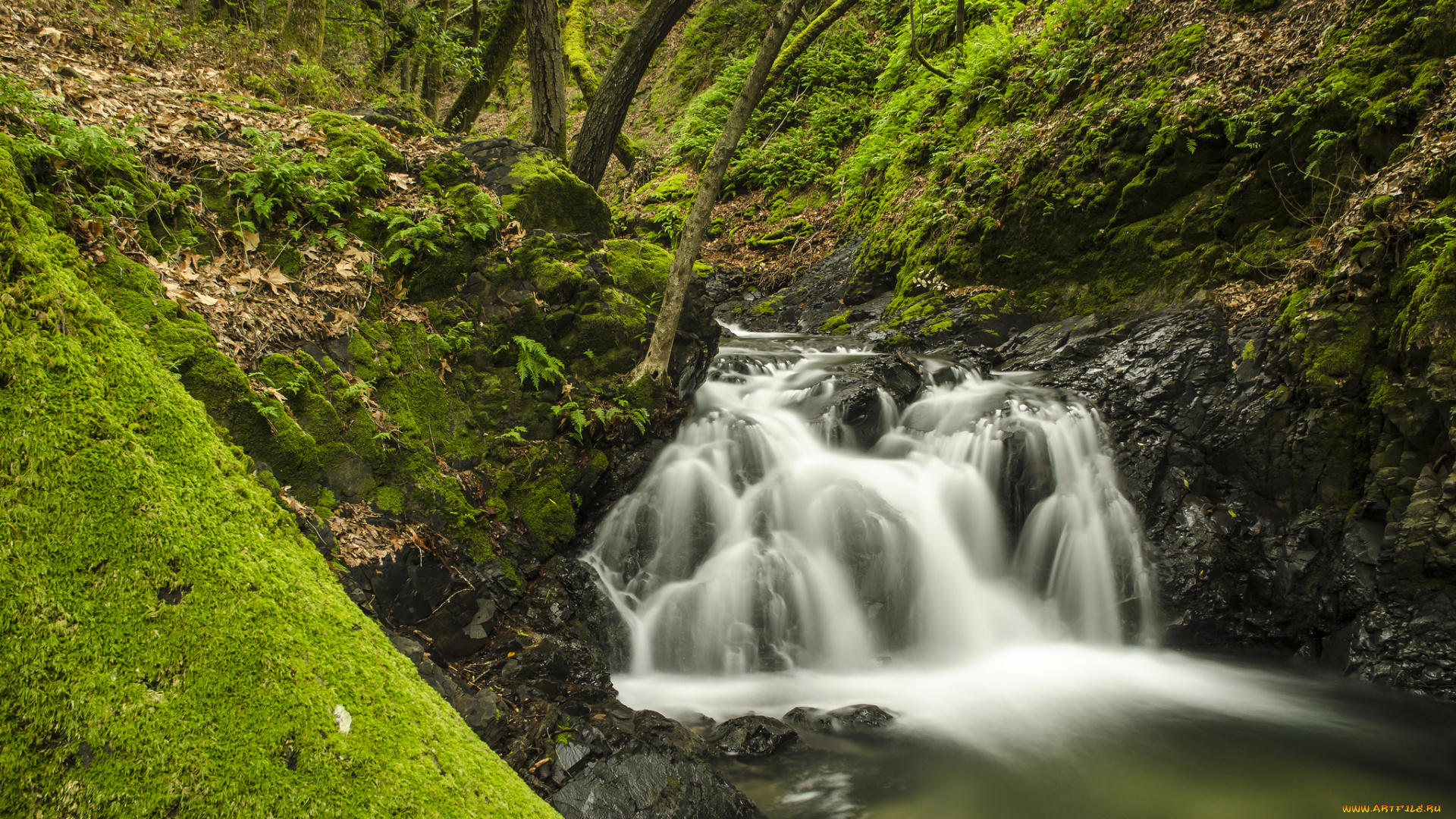 sveadal, california, природа, реки, озера, река, лес, мох, калифорния, сведал