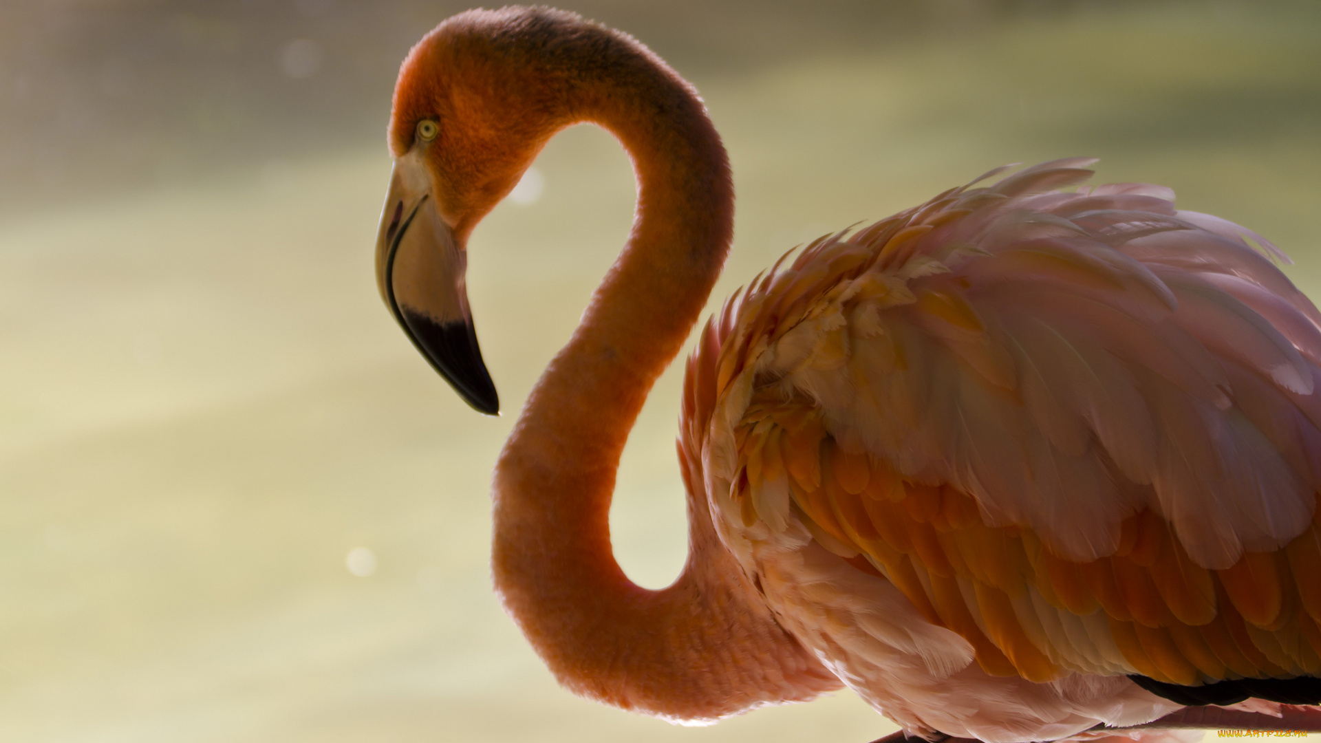 животные, фламинго, птица, шея