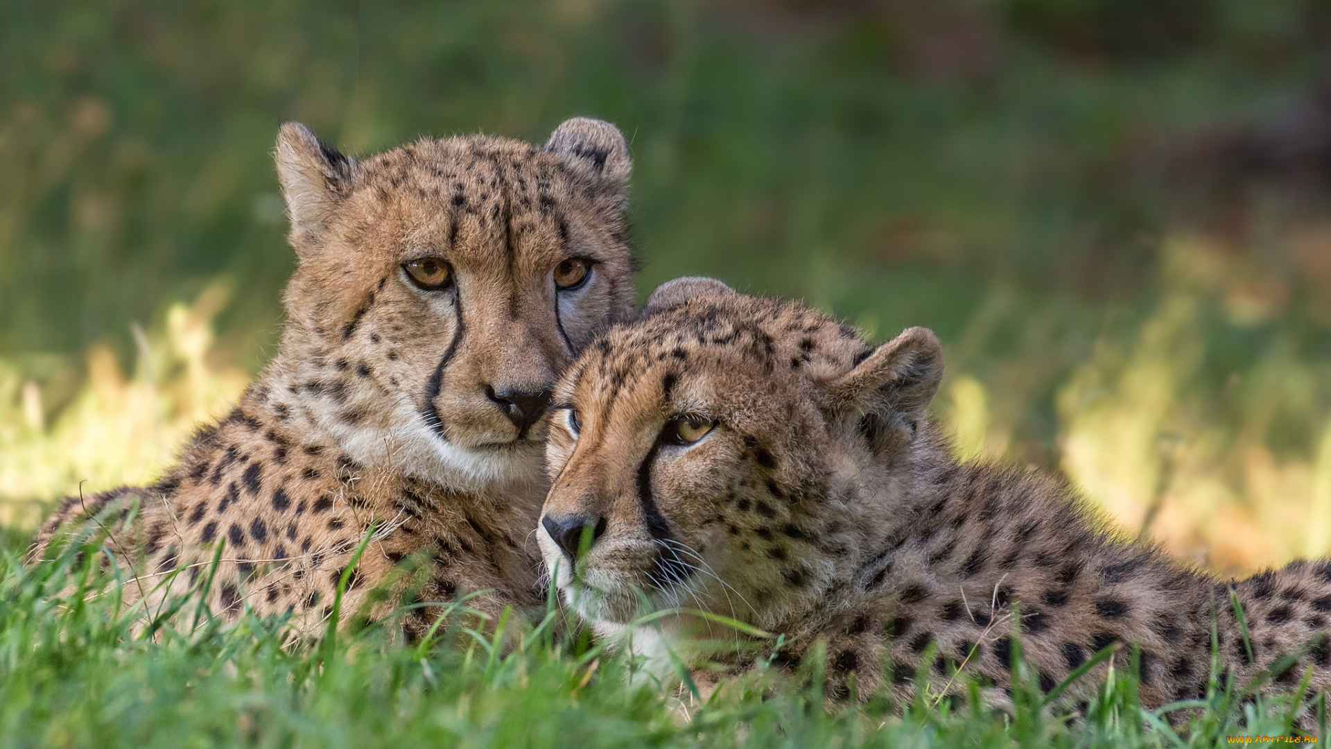 животные, гепарды, парочка