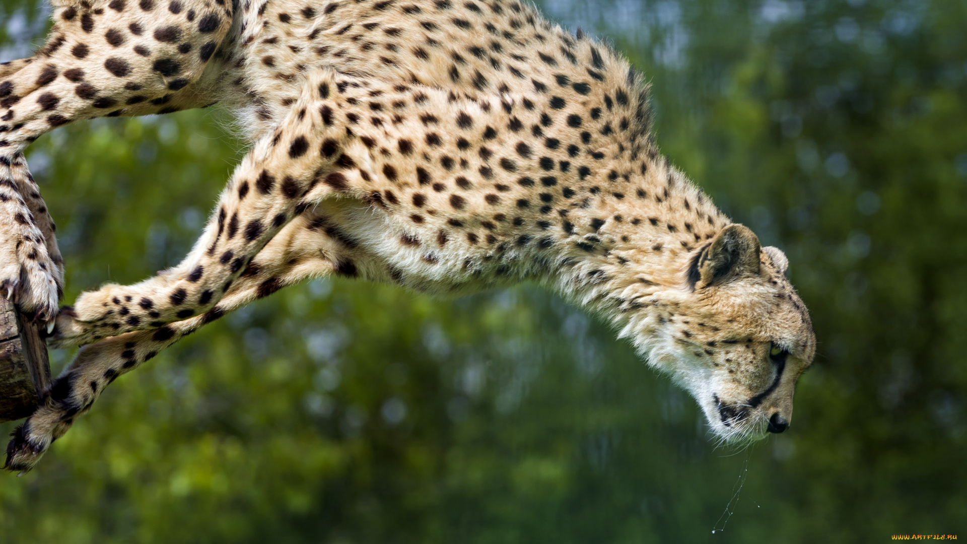 животные, гепарды, прыжок