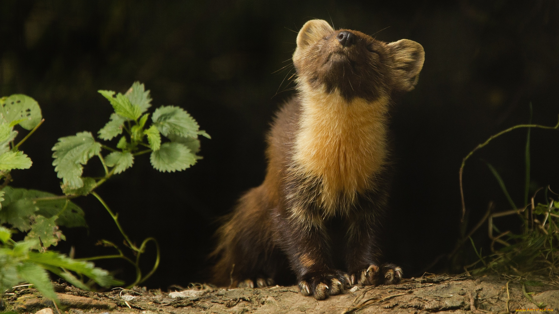 животные, хорьки, ласки, соболи, горностаи, куницы, шейка, куница