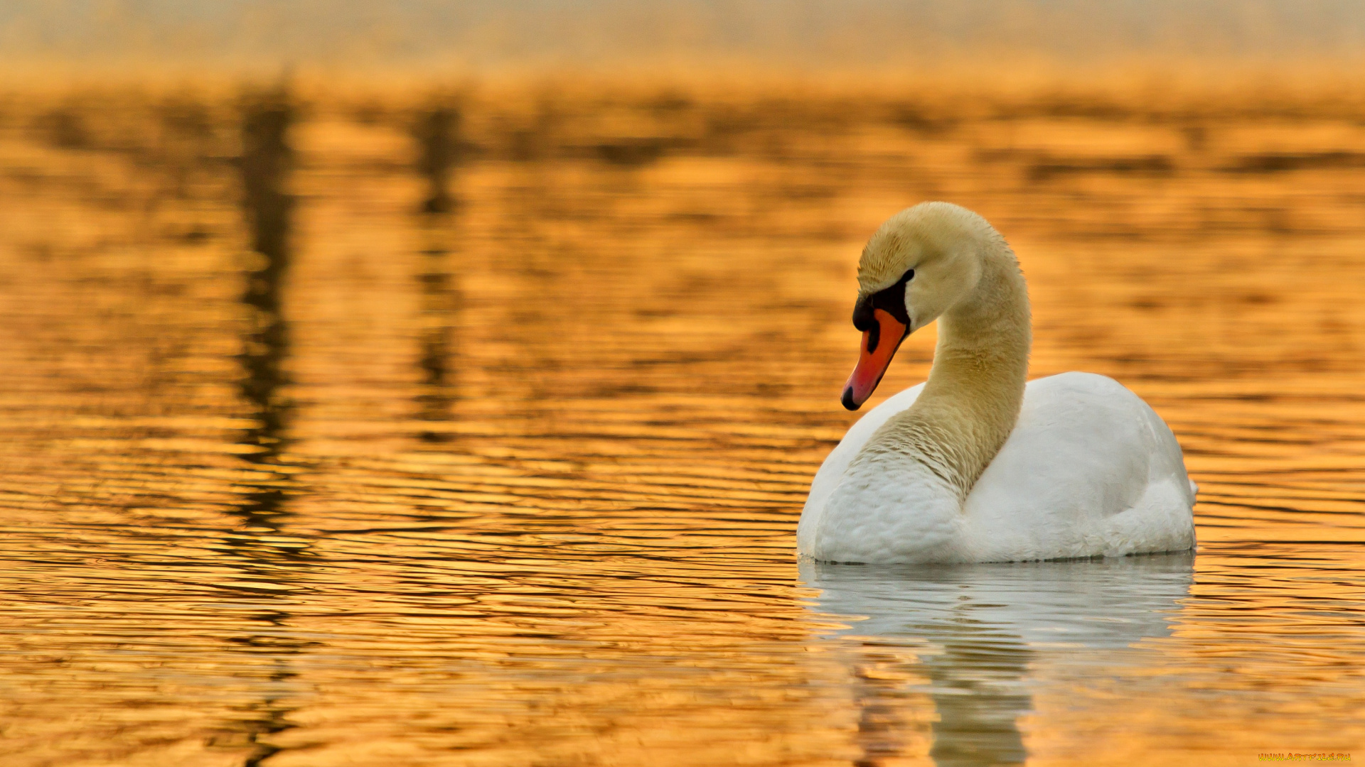 животные, лебеди, закат, шипун