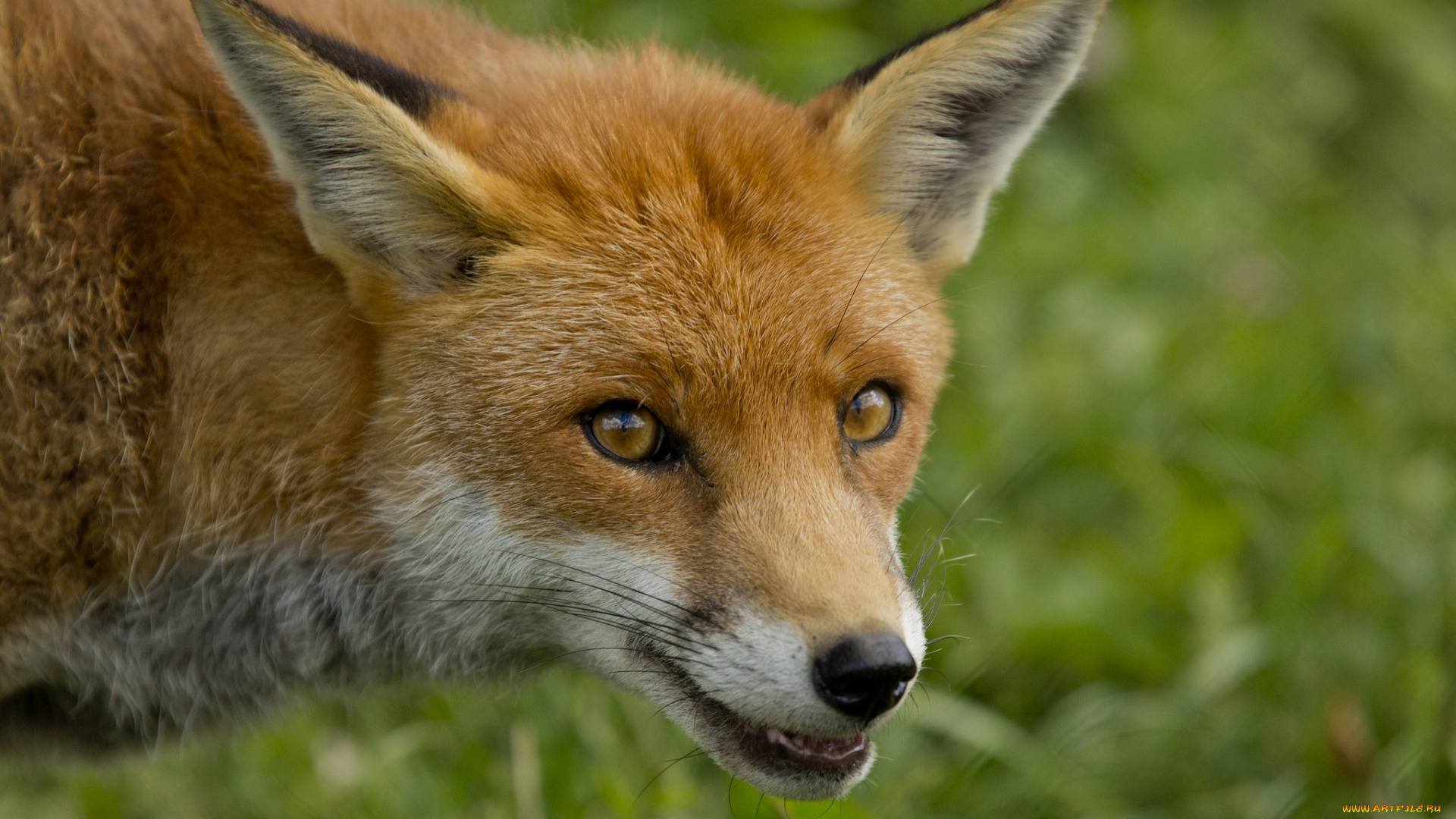 животные, лисы, хитрая, мордочка