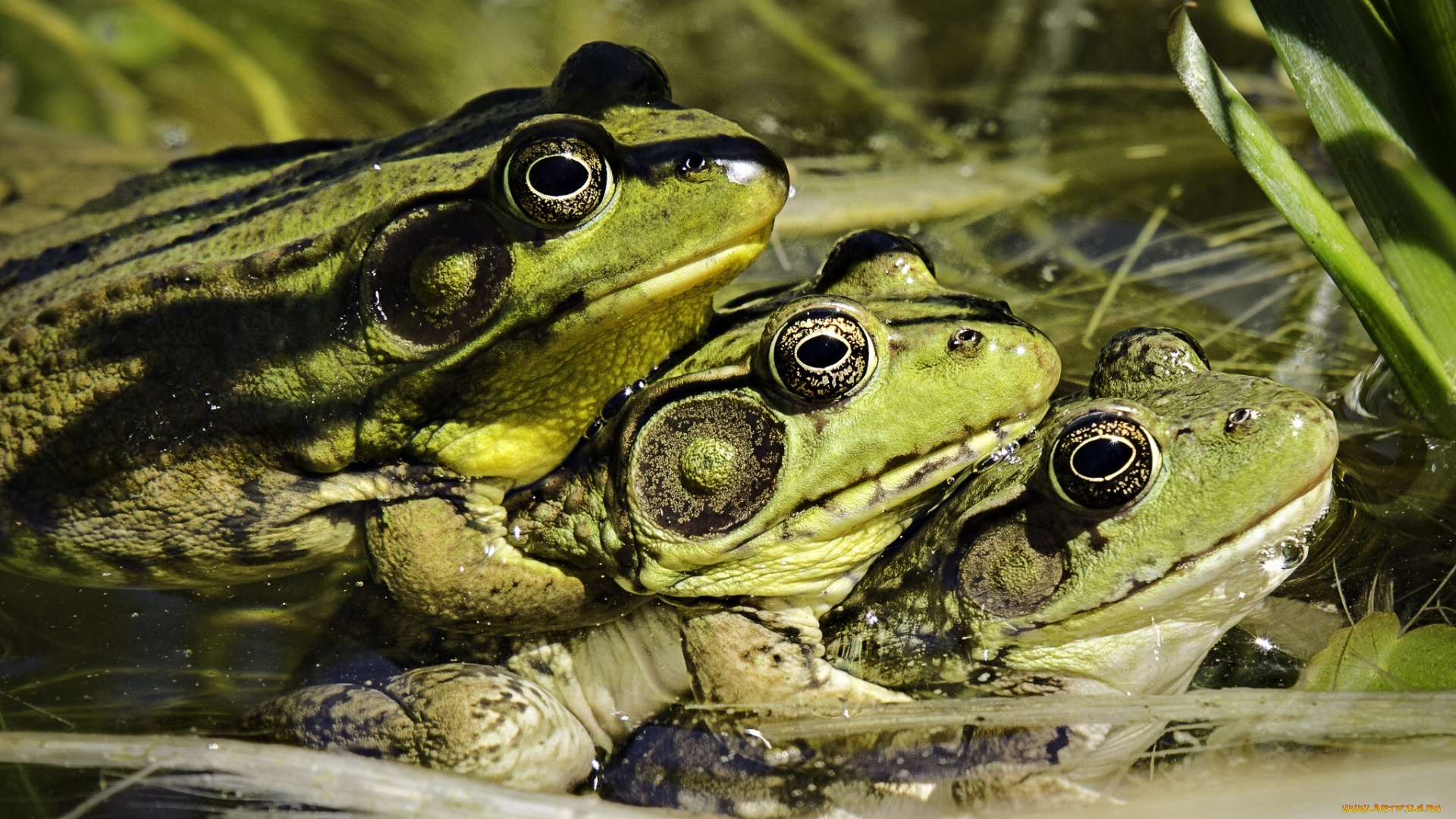 животные, лягушки, трио, троица, пирамида