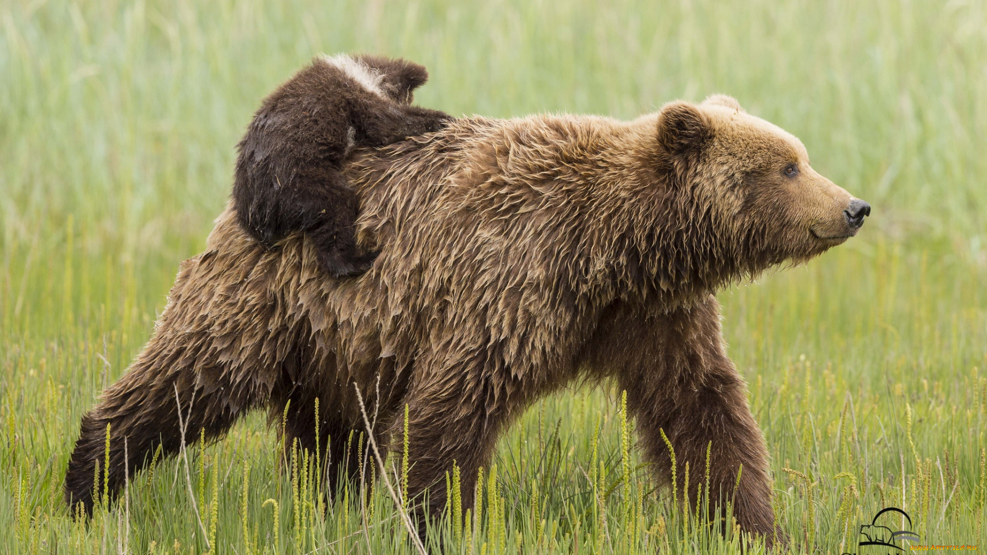 животные, медведи, пассажир, медвежонок, мама