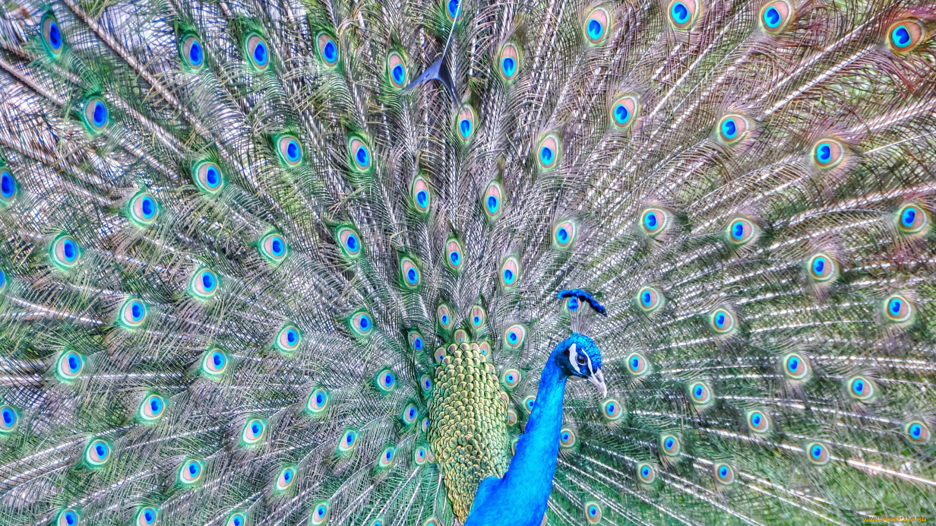 животные, павлины, перья, хвост