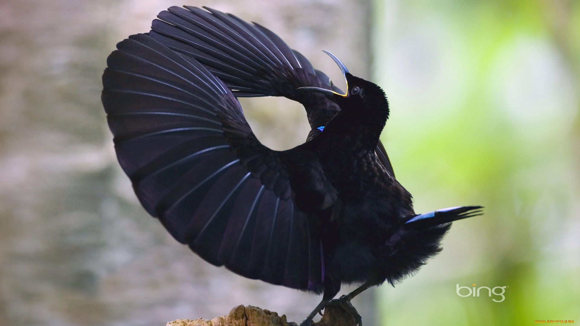 животные, птицы, крилья