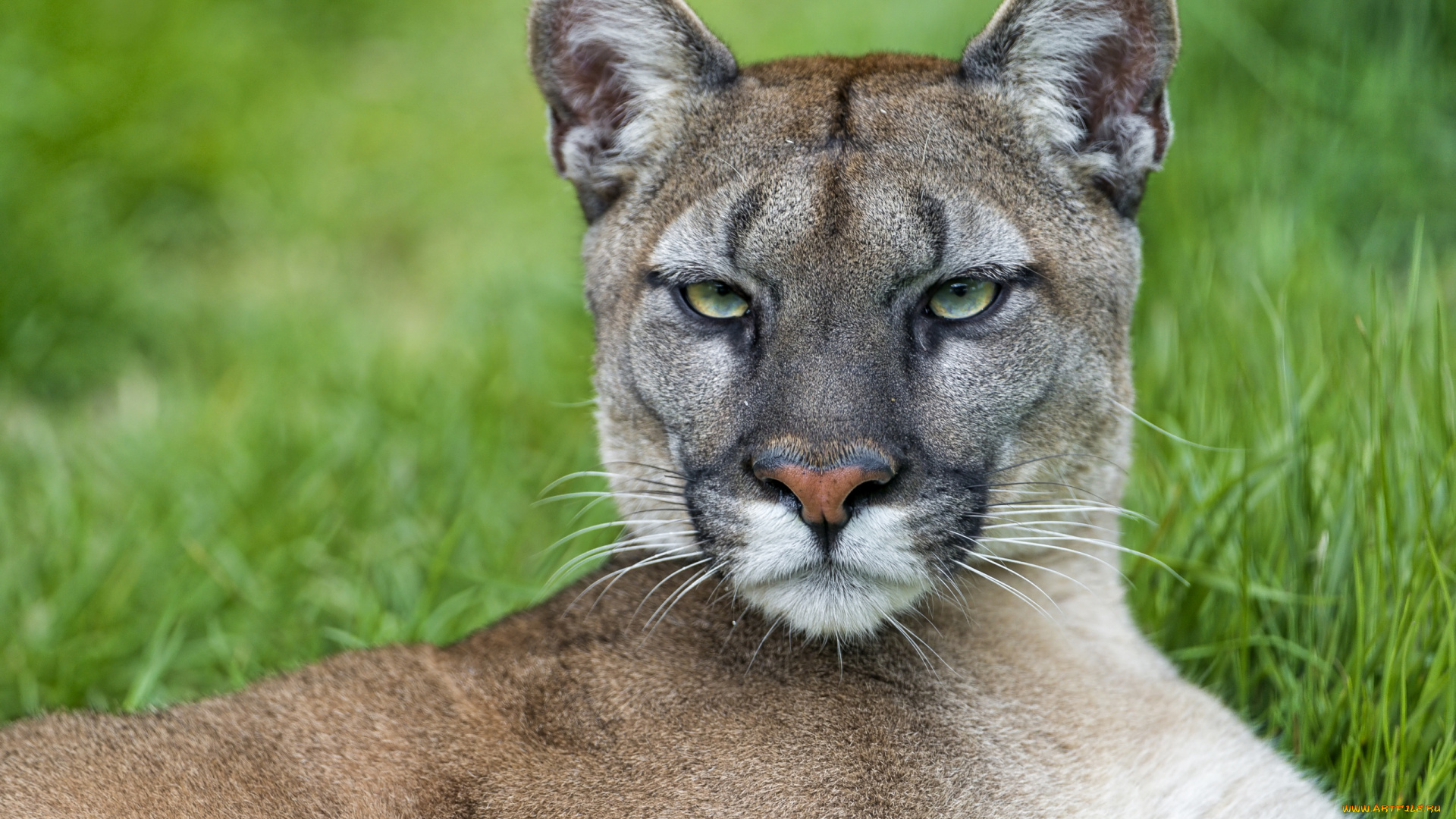 животные, пумы, портрет