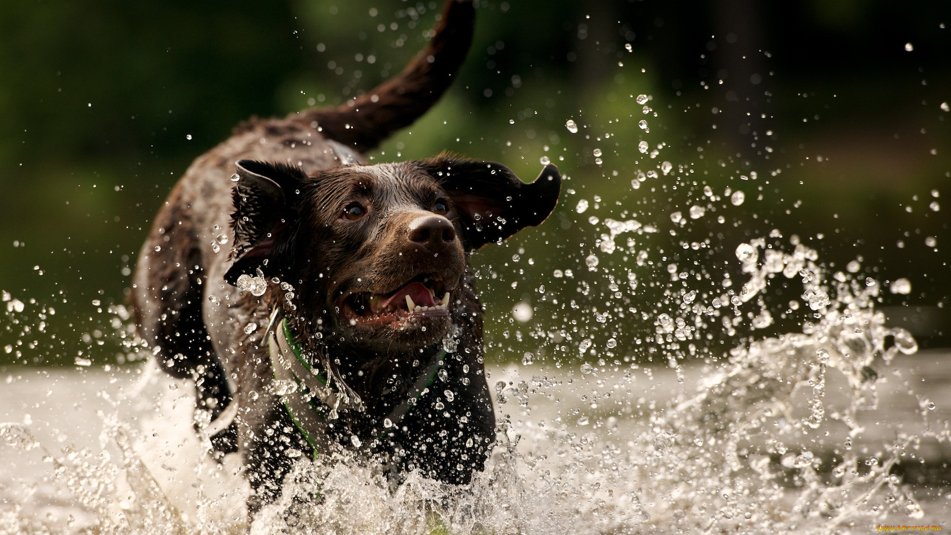 животные, собаки, брызги, вода