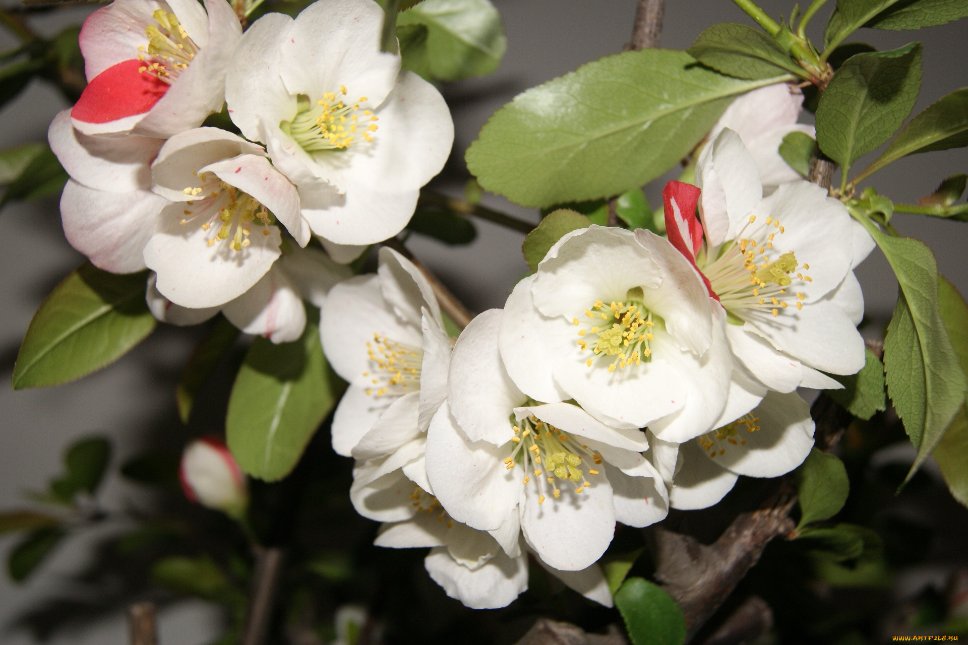 цветы, цветущие, деревья, кустарники, ветка, лепестки