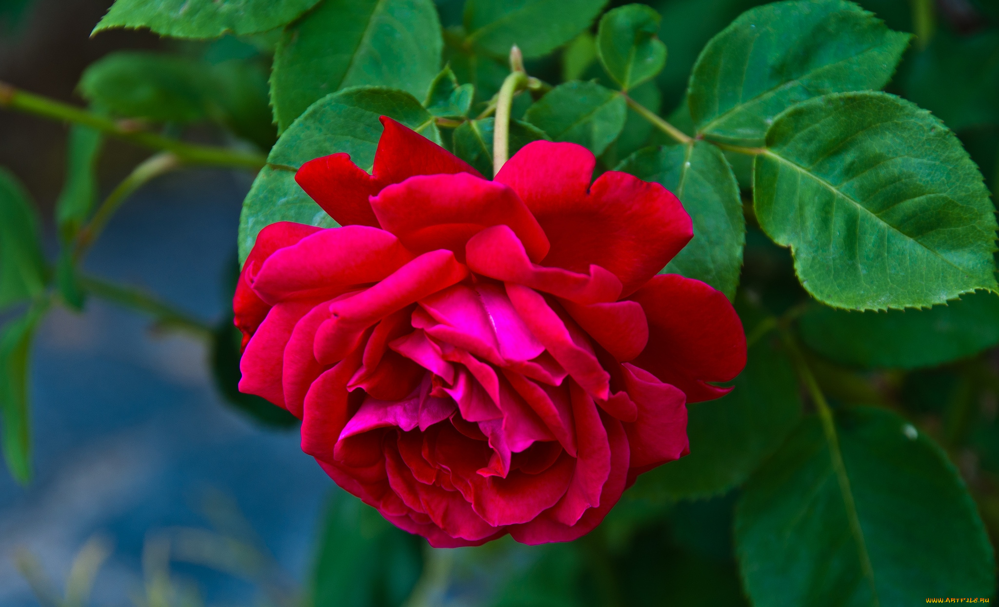 цветы, розы, красный