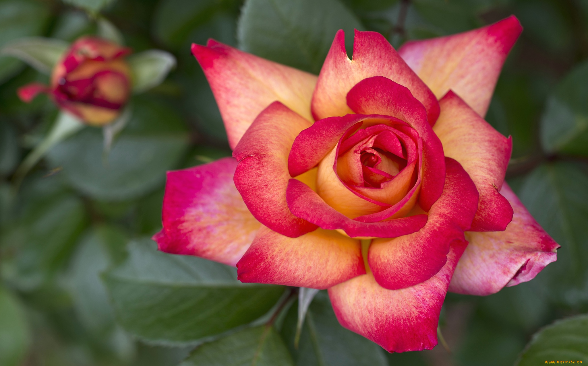 цветы, розы, пестрый