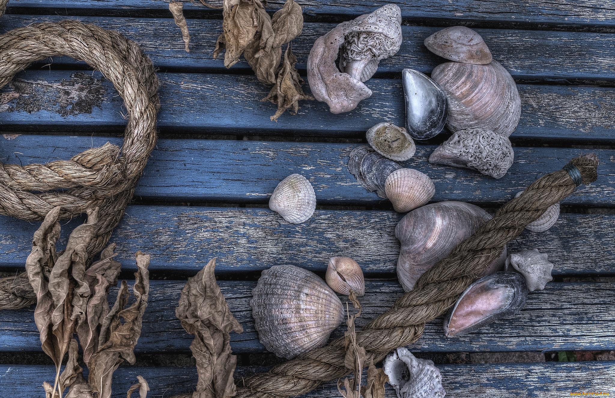 разное, ракушки, кораллы, декоративные, spa, камни, веревка