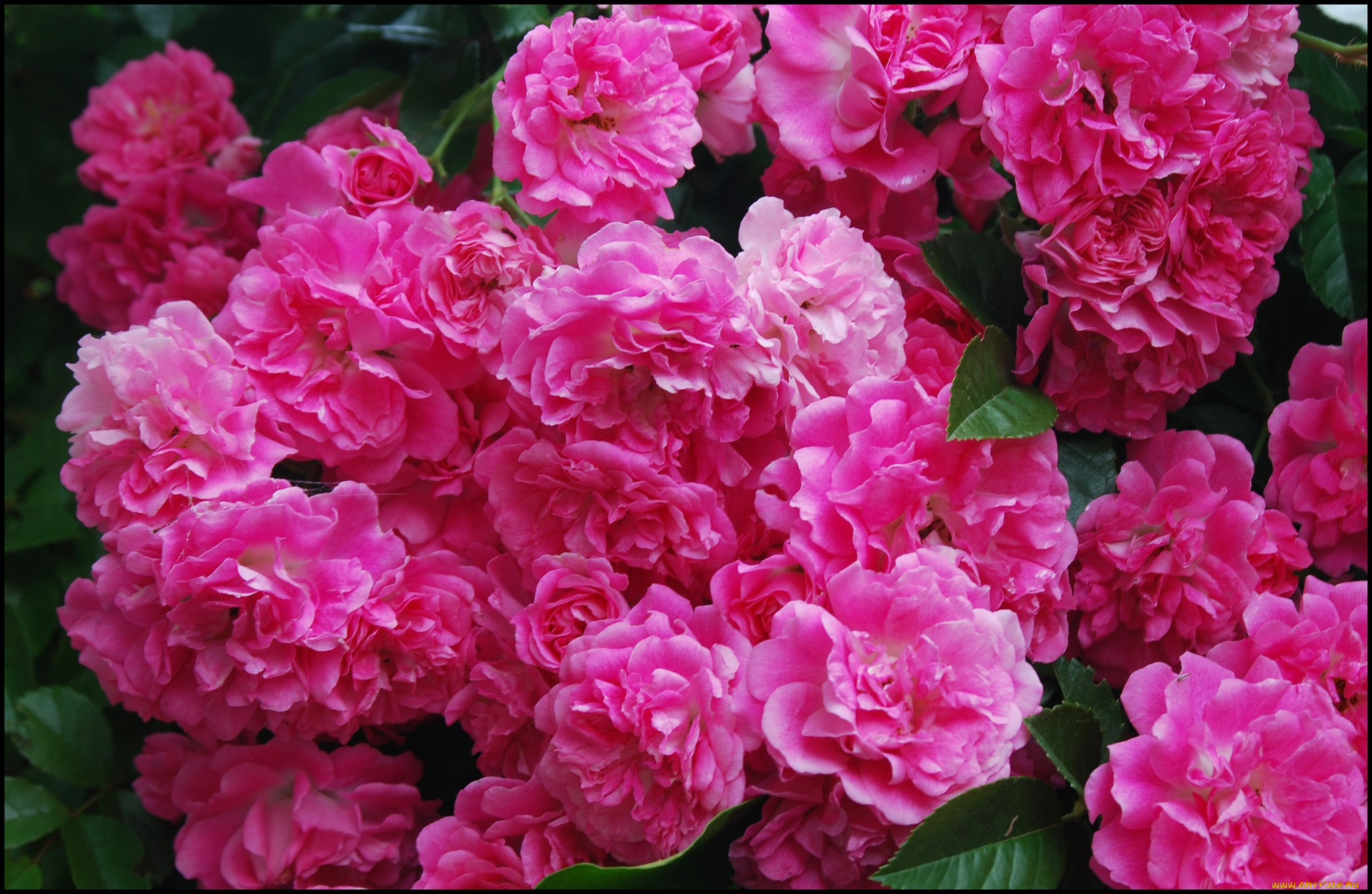 цветы, розы, розовый