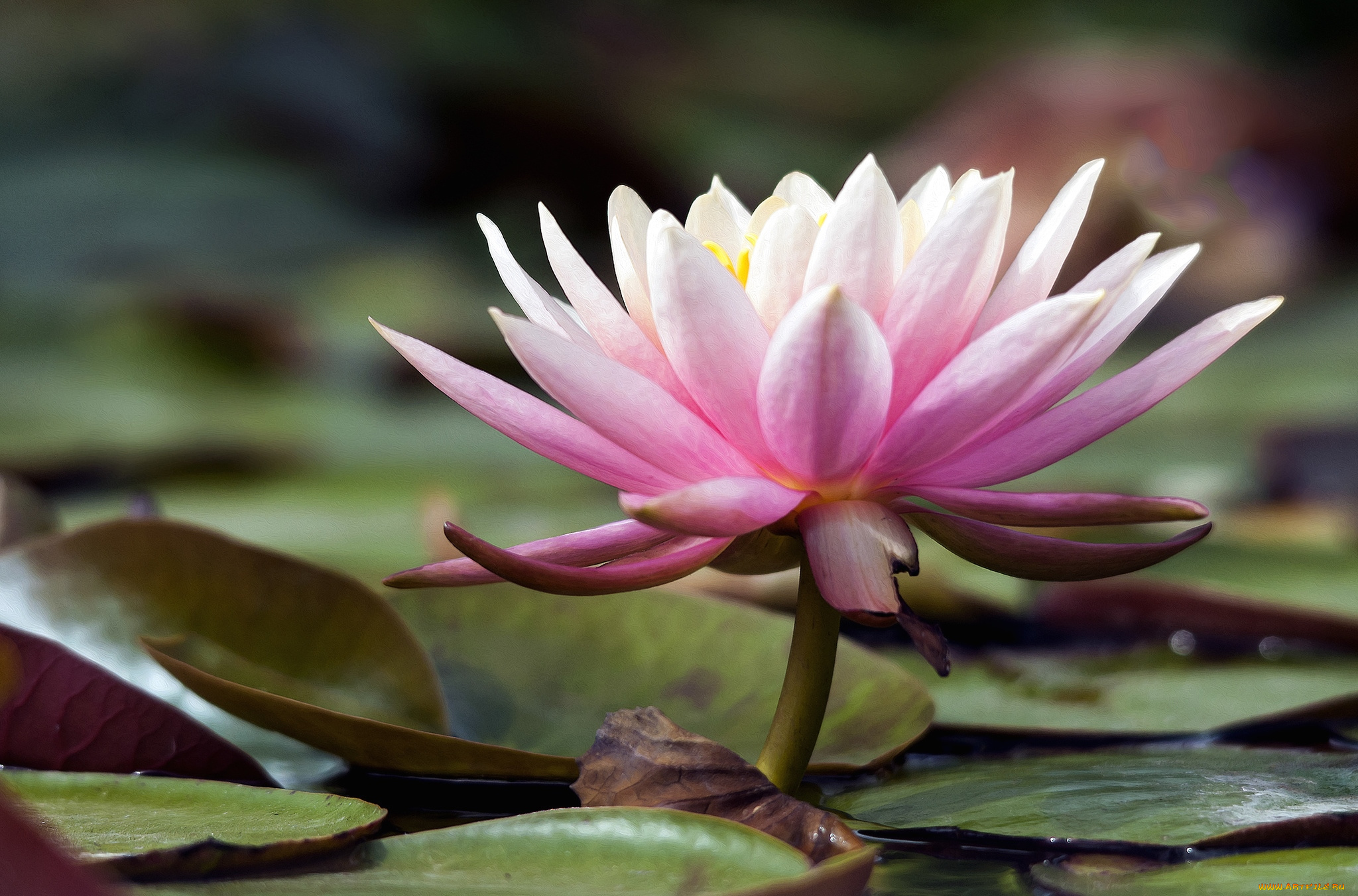 цветы, лилии, водяные, нимфеи, кувшинки, розовый