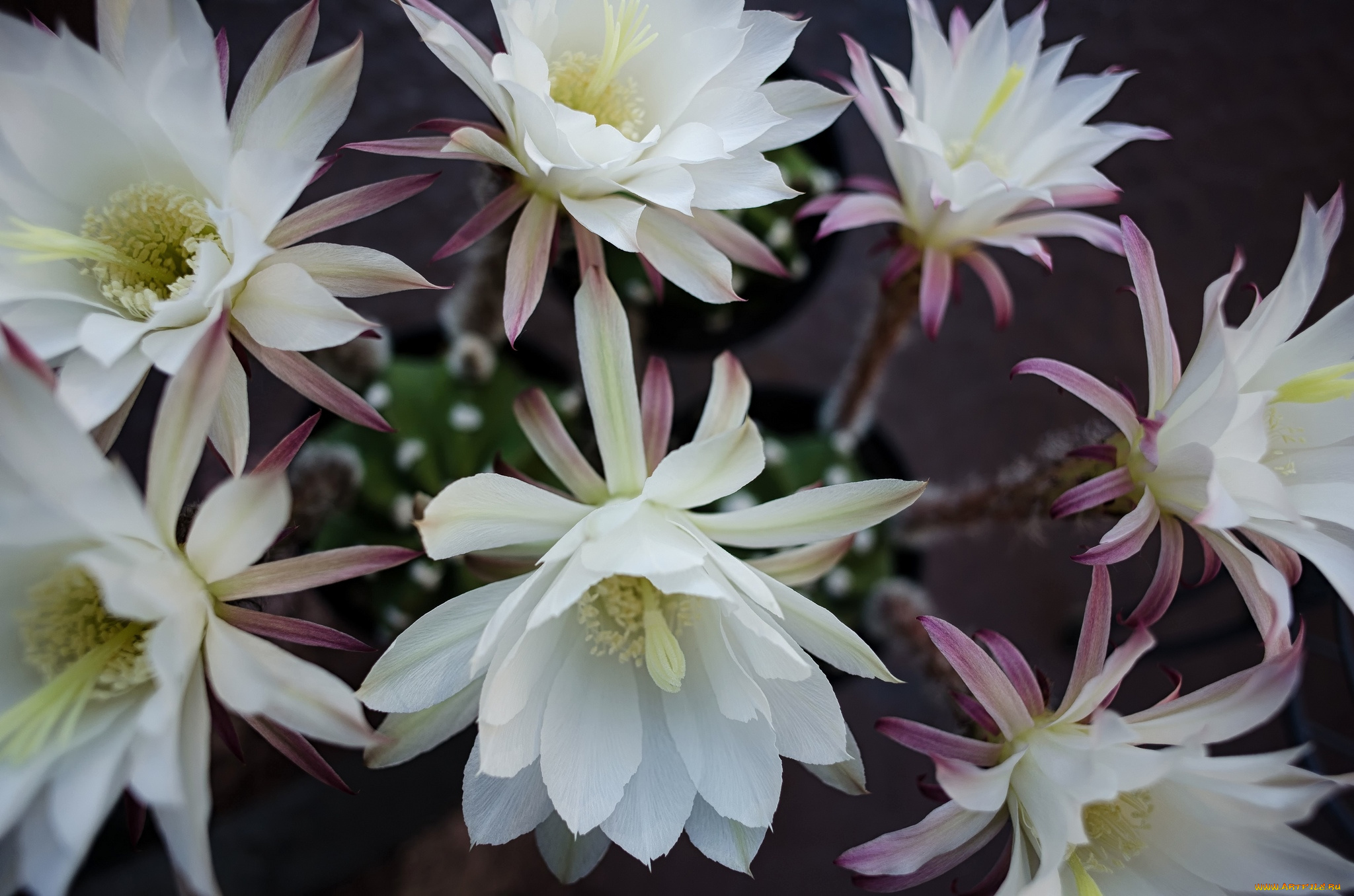 цветы, кактусы, белый