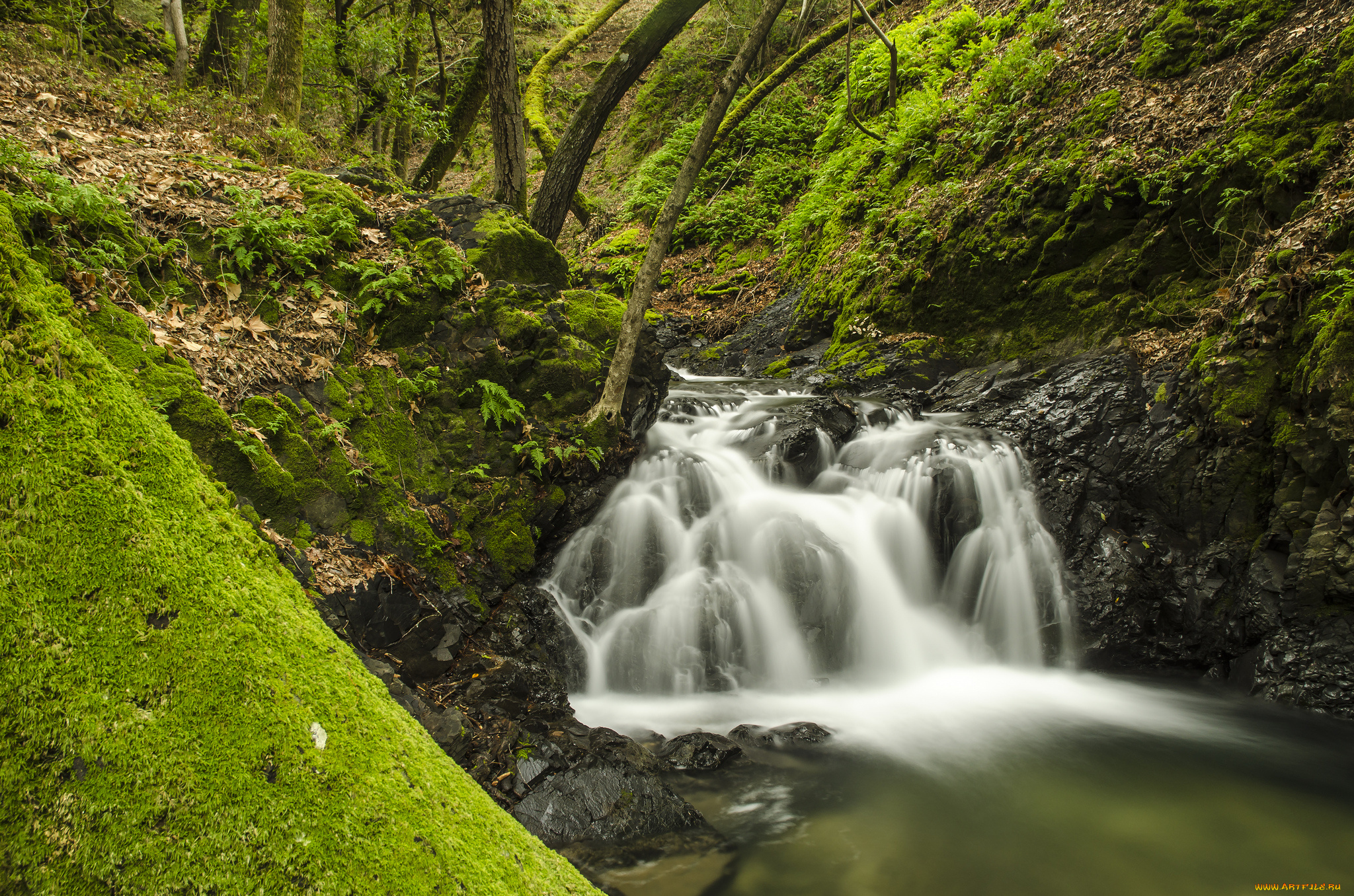 sveadal, california, природа, реки, озера, река, лес, мох, калифорния, сведал