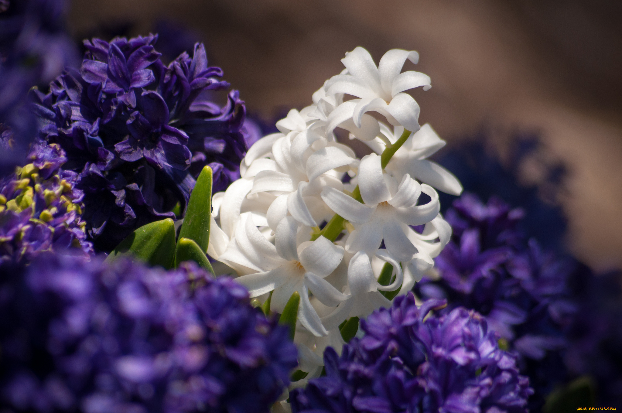 цветы, гиацинты, белый, макро