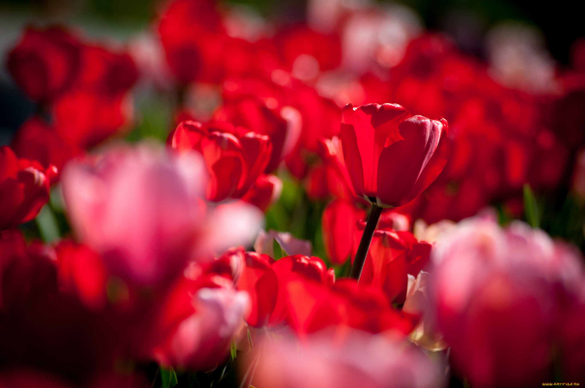 цветы, тюльпаны, бутоны, боке