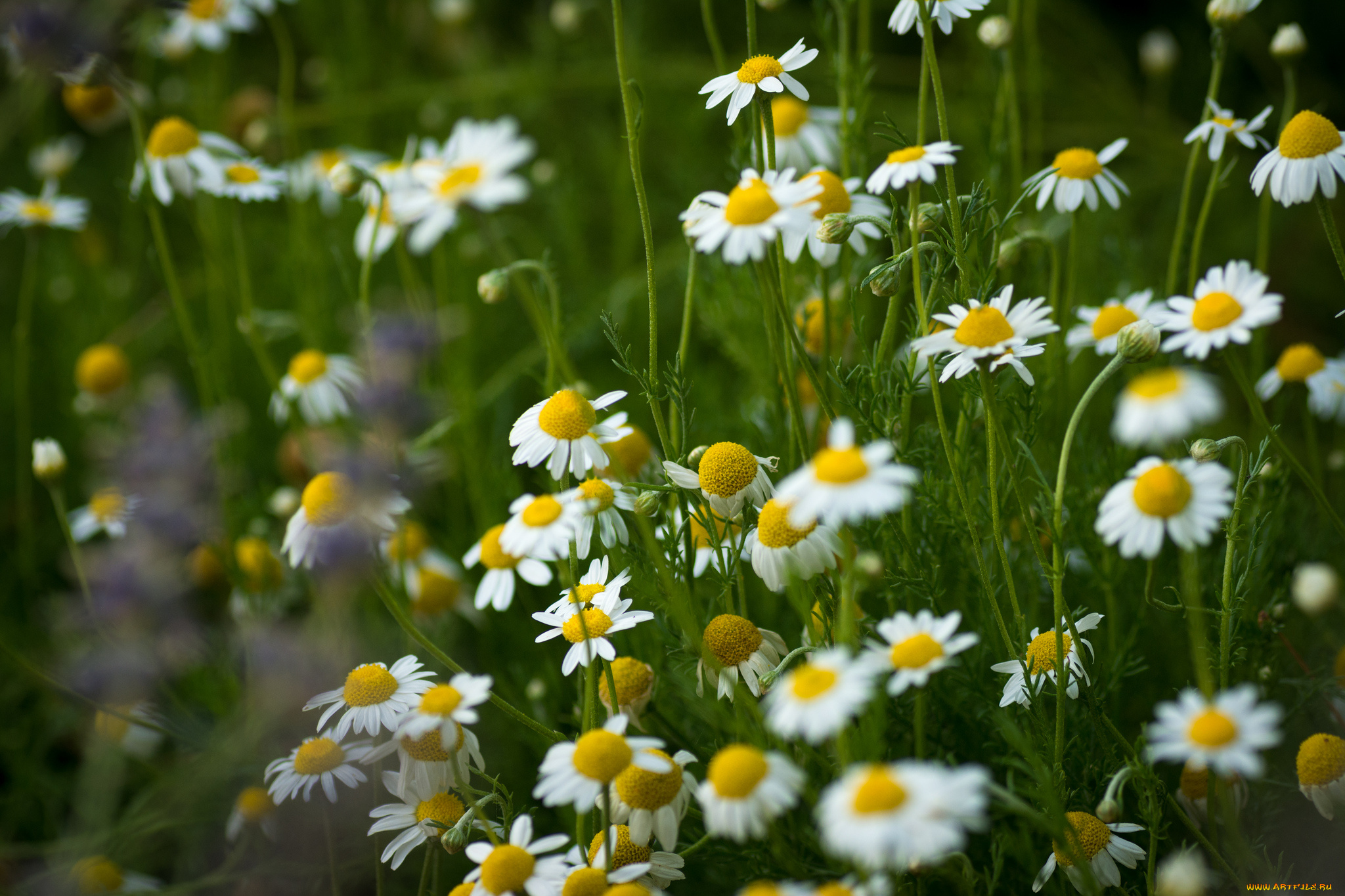 цветы, ромашки, белый