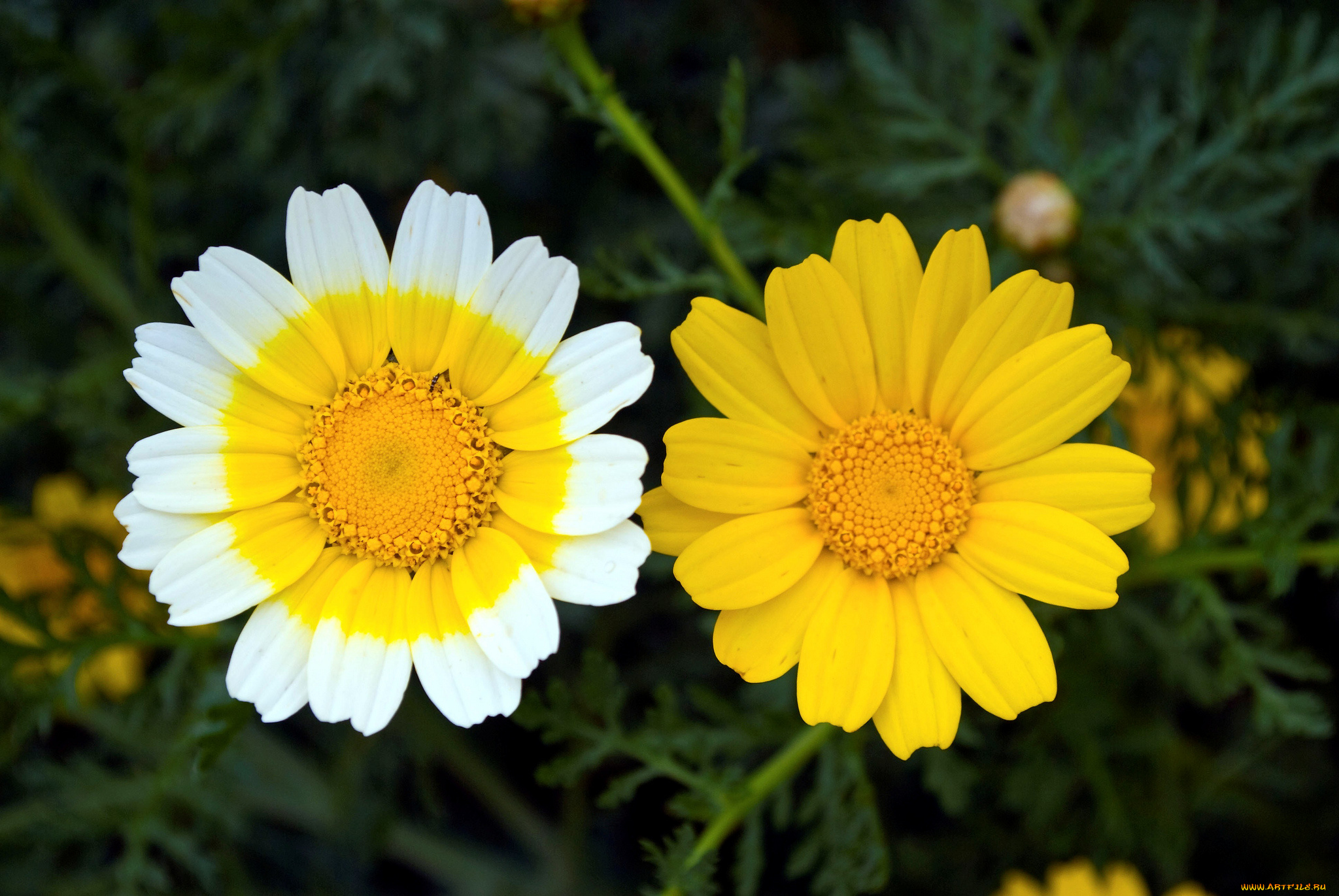 цветы, ромашки, макро, дуэт
