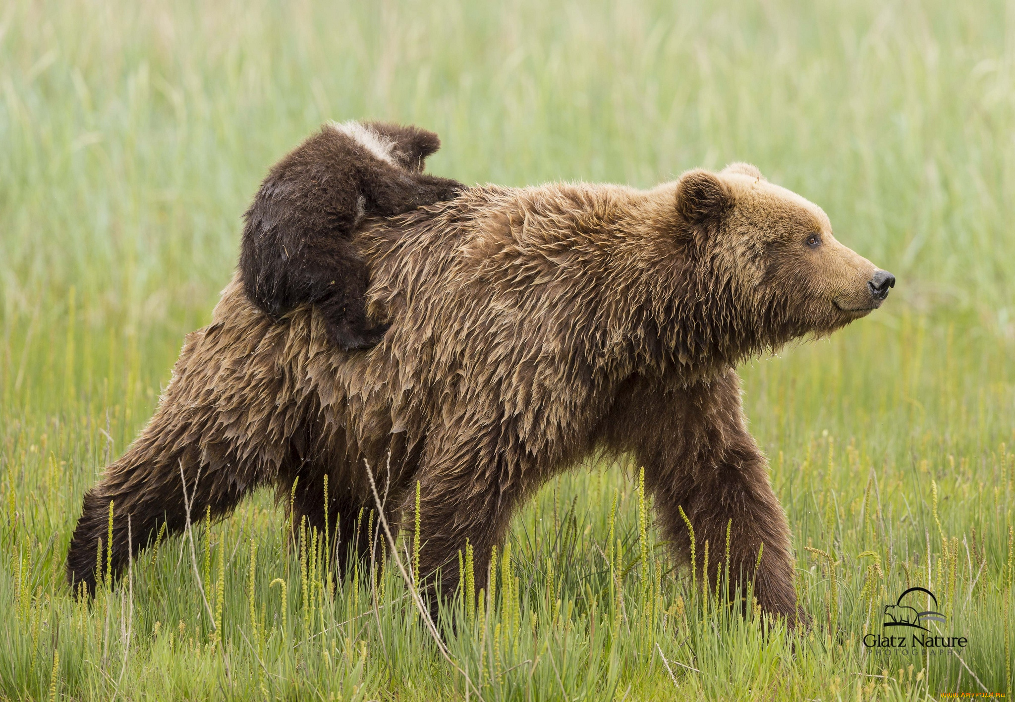 животные, медведи, пассажир, медвежонок, мама