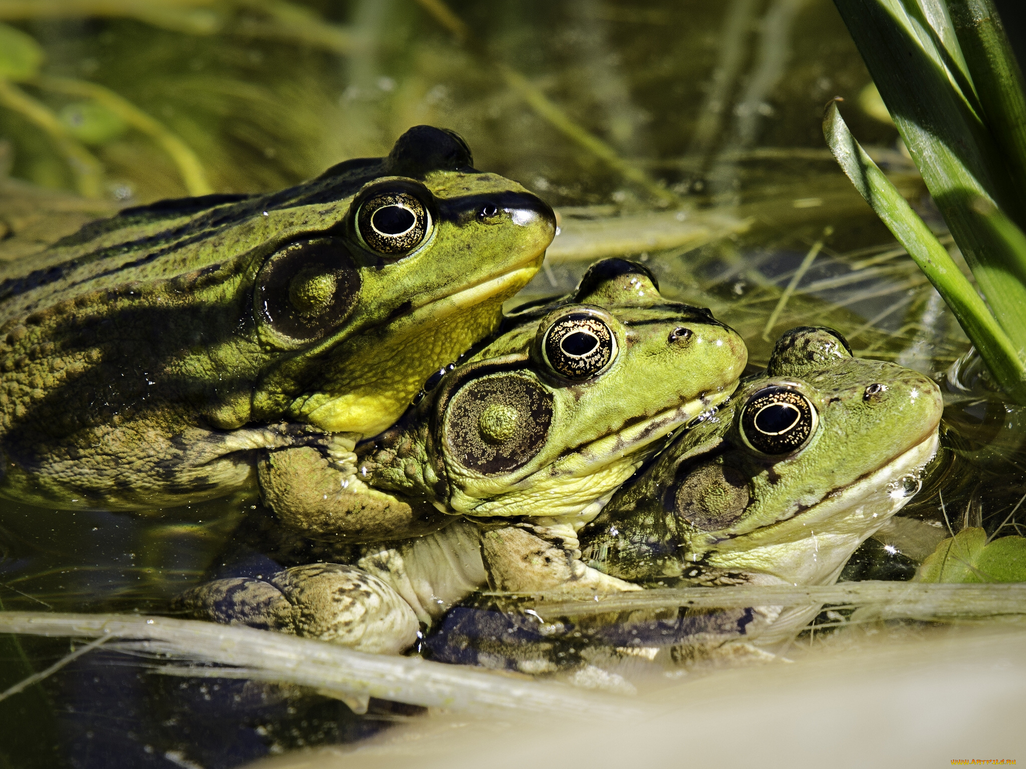 животные, лягушки, трио, троица, пирамида