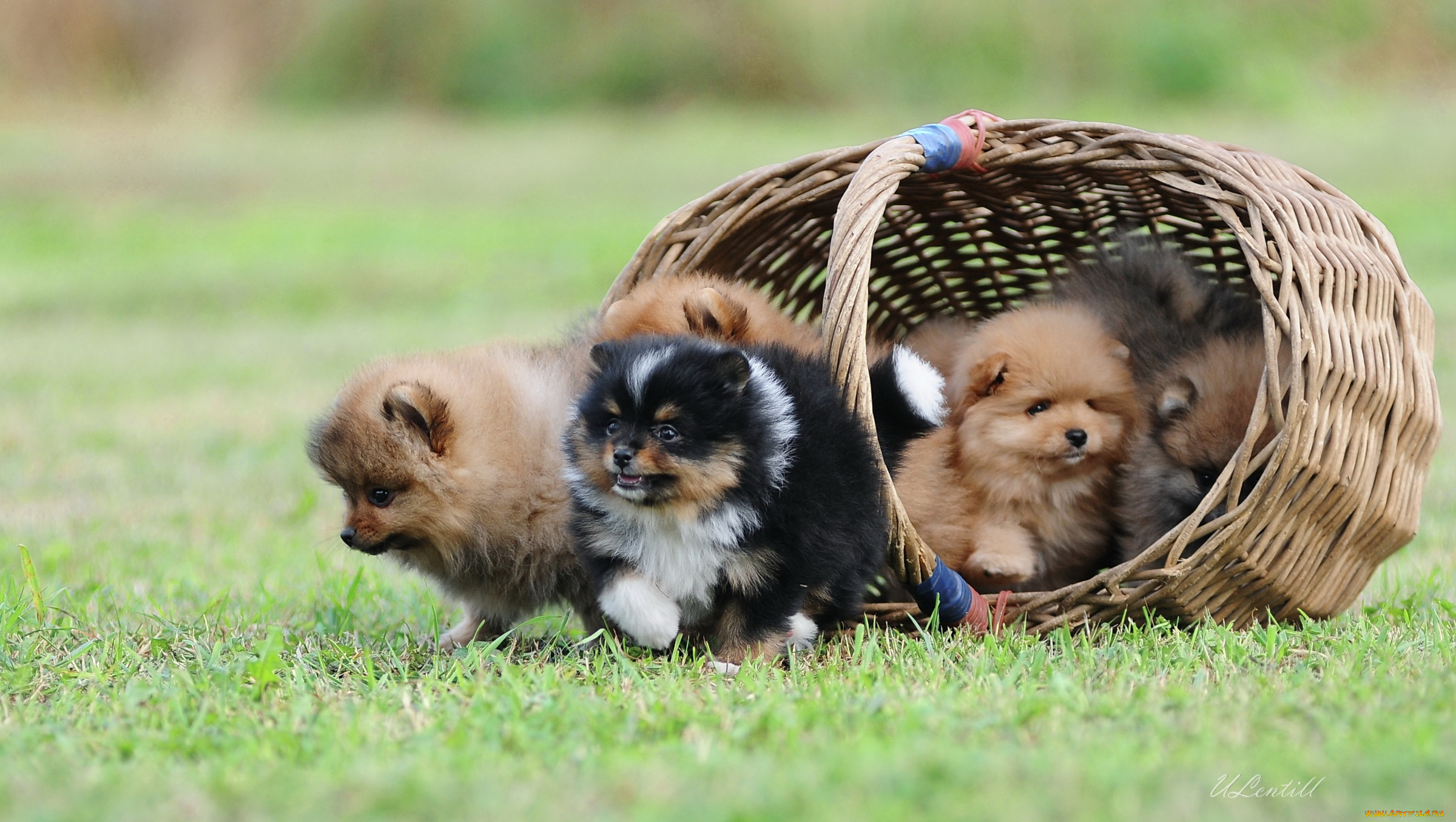 животные, собаки, щенки, корзина