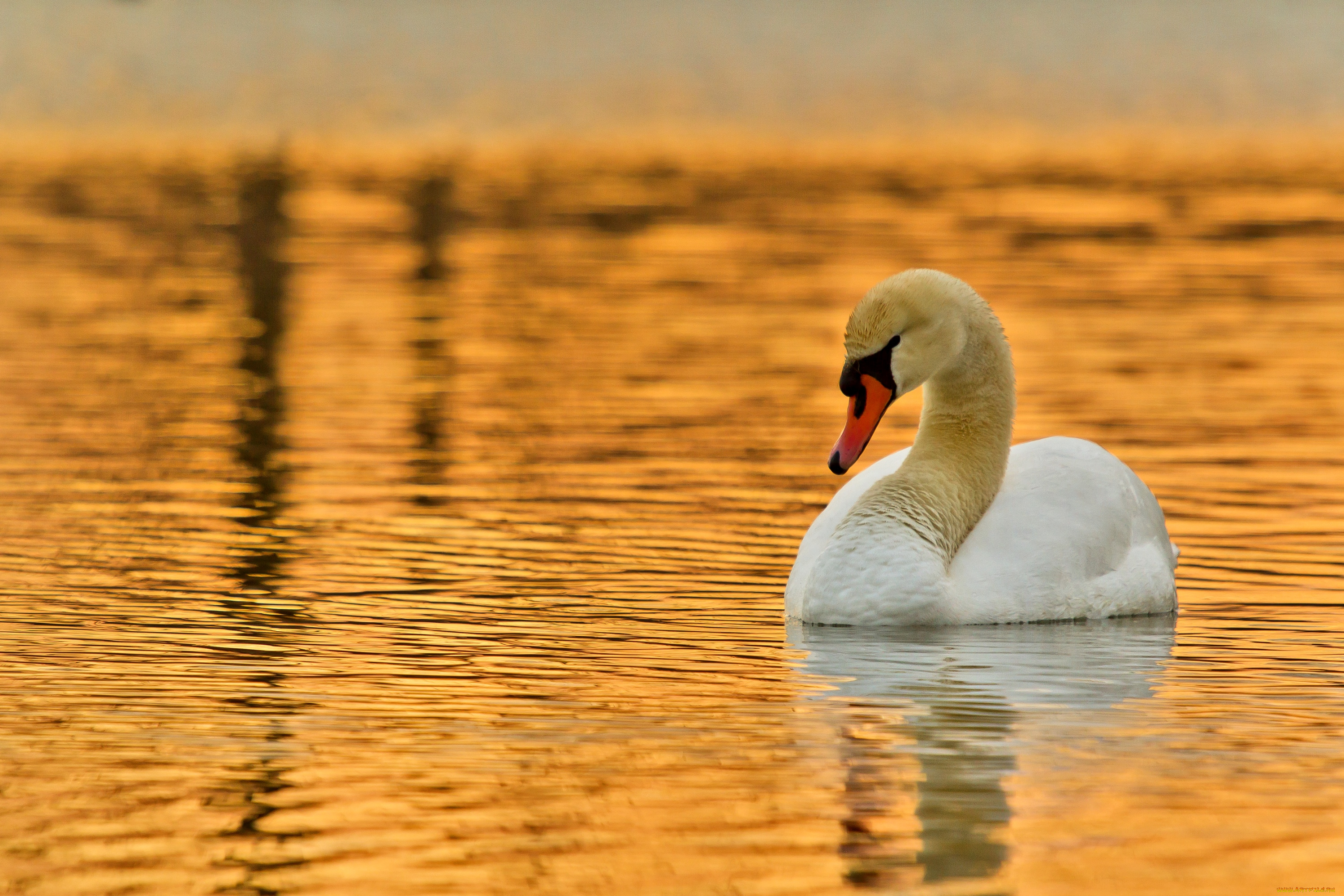 животные, лебеди, закат, шипун