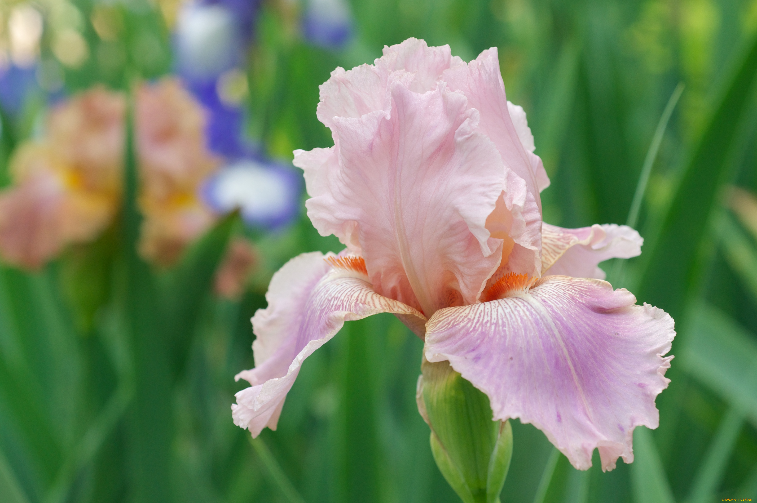 цветы, ирисы, макро