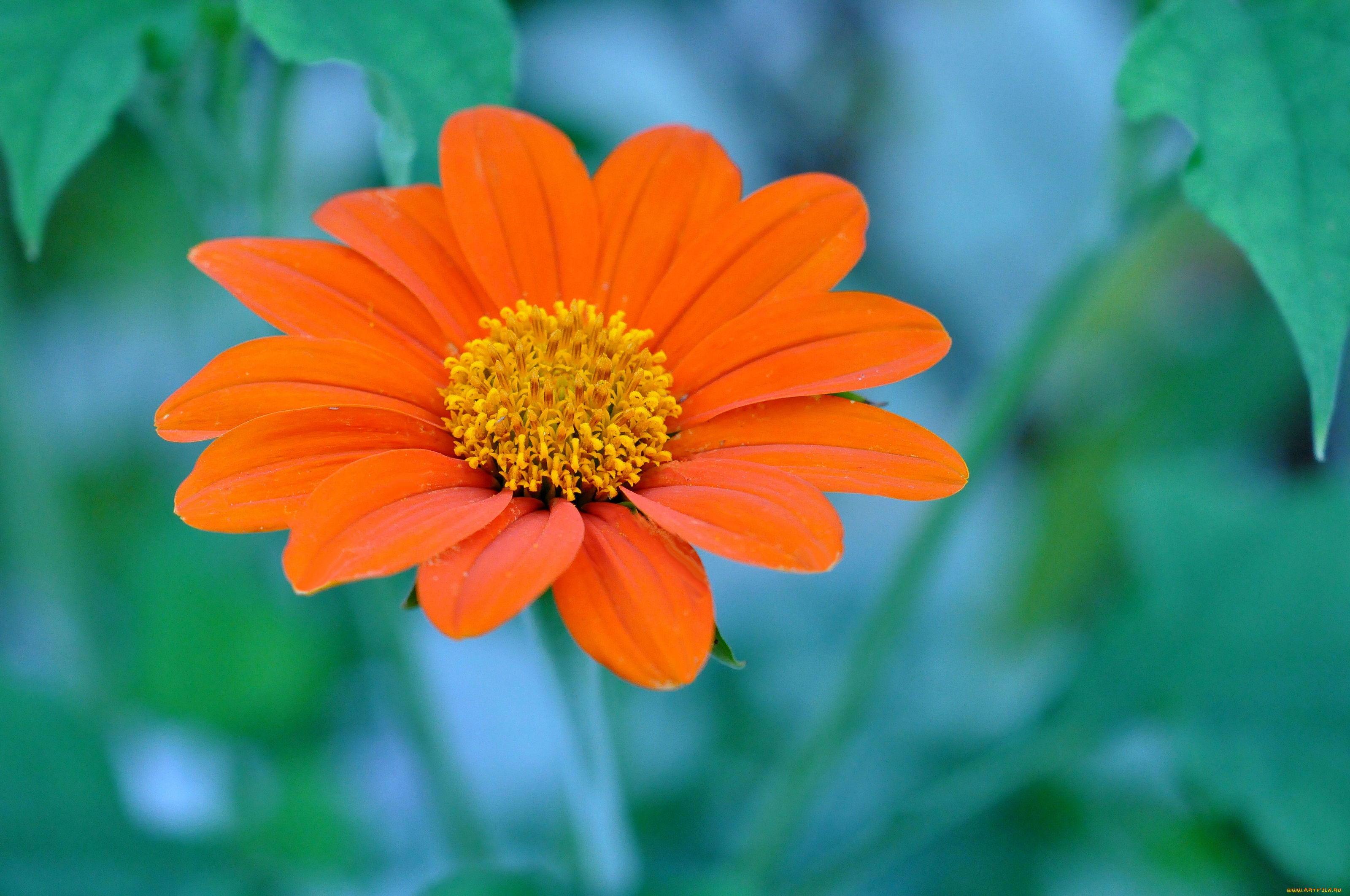 цветы, лепестки, макро