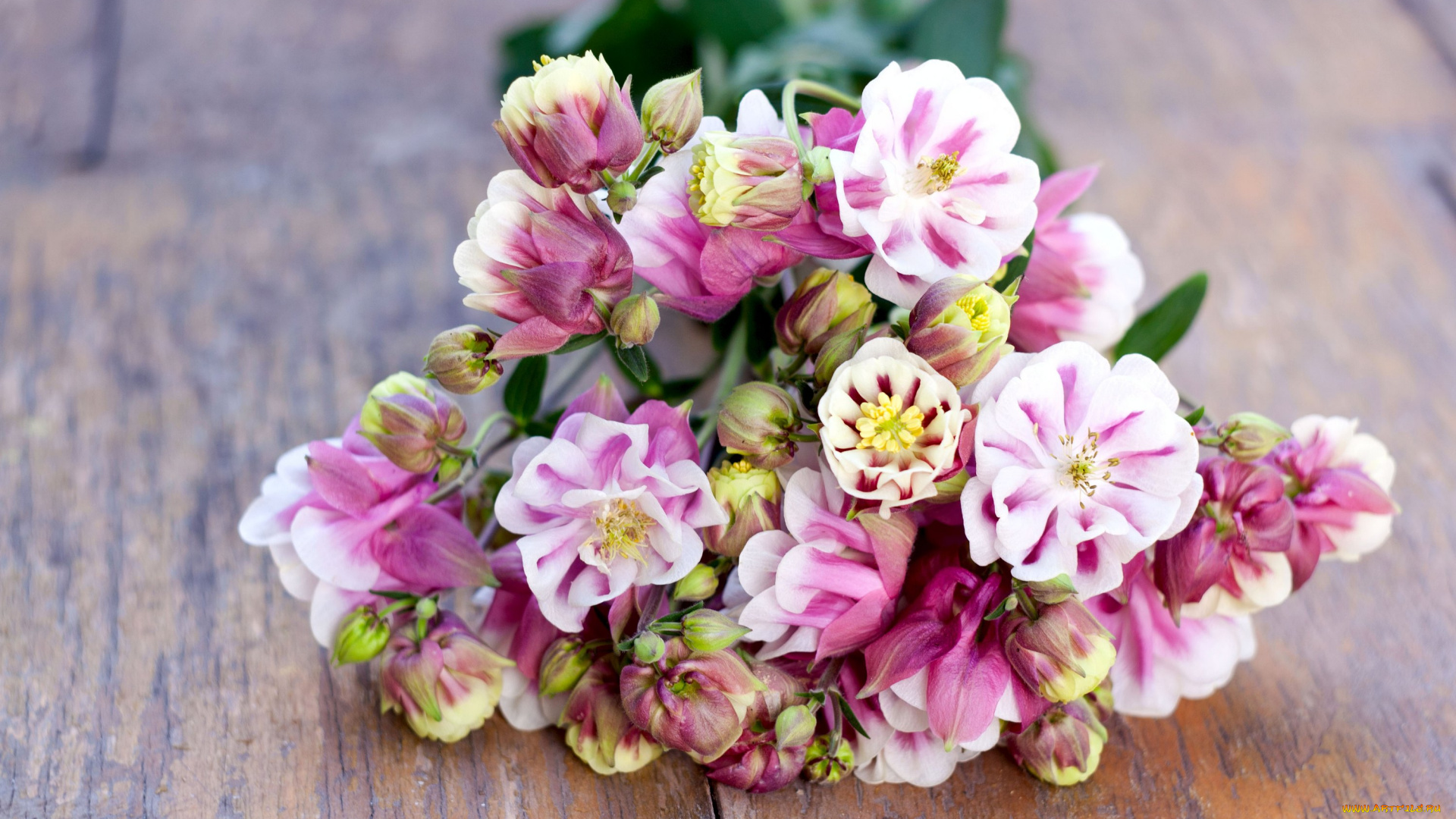 цветы, аквилегия, , водосбор, цветение, букет