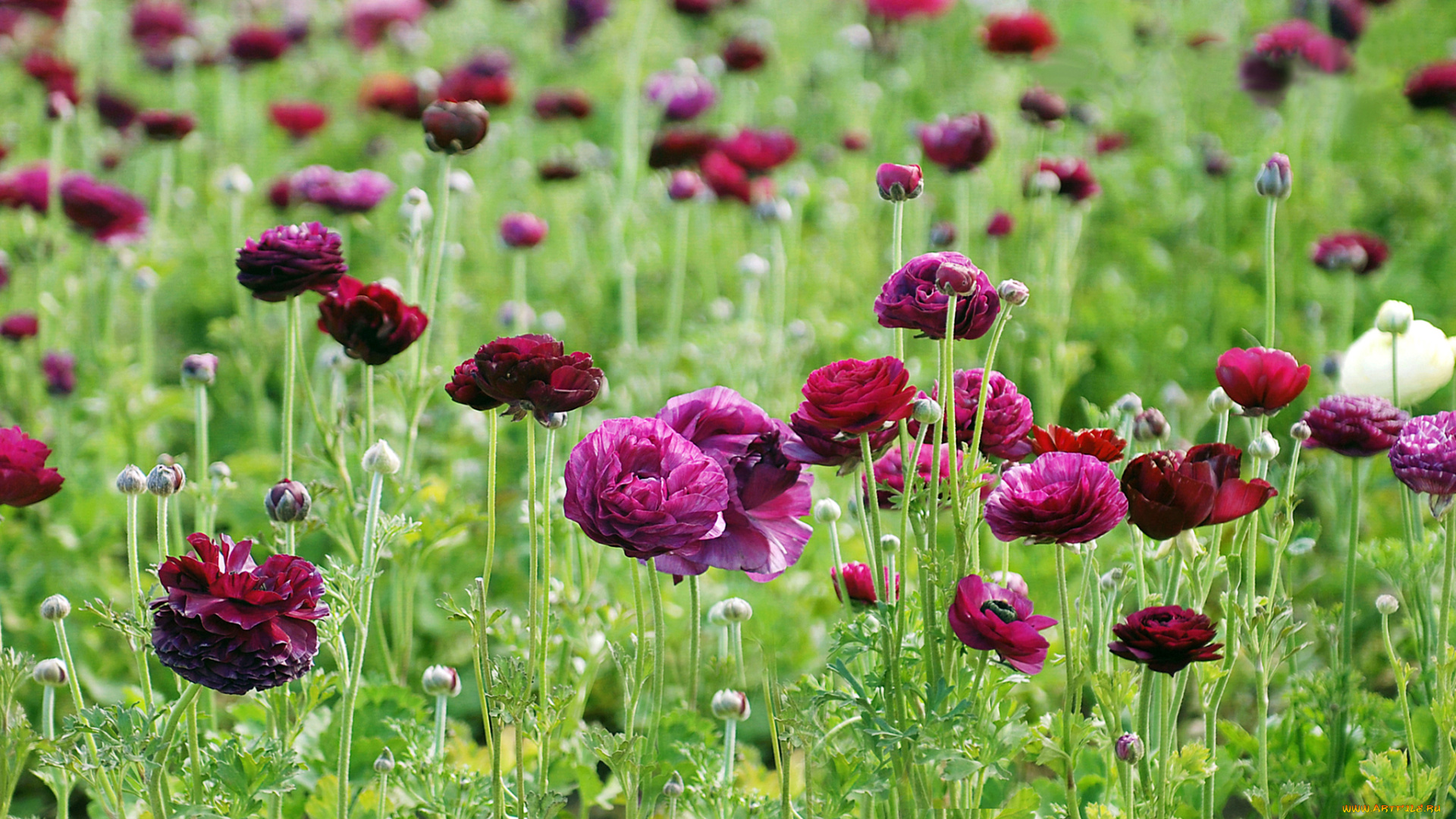 цветы, ранункулюс, , азиатский, лютик, лютики, ranunculus, сиреневые, бордовые, поле, листья, зелень, природа, размытость