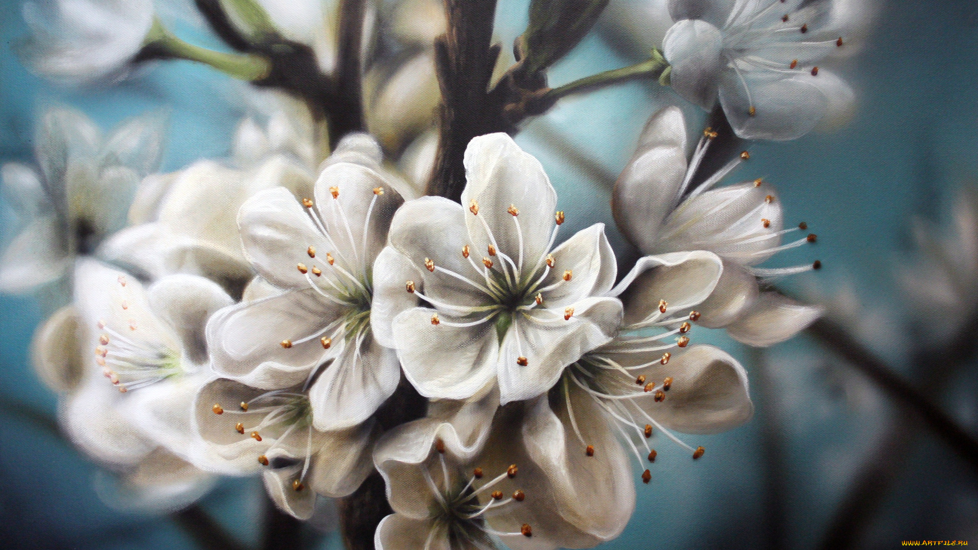 рисованные, цветы, яблоня, цветение, природа, цветочки, веточки, белые