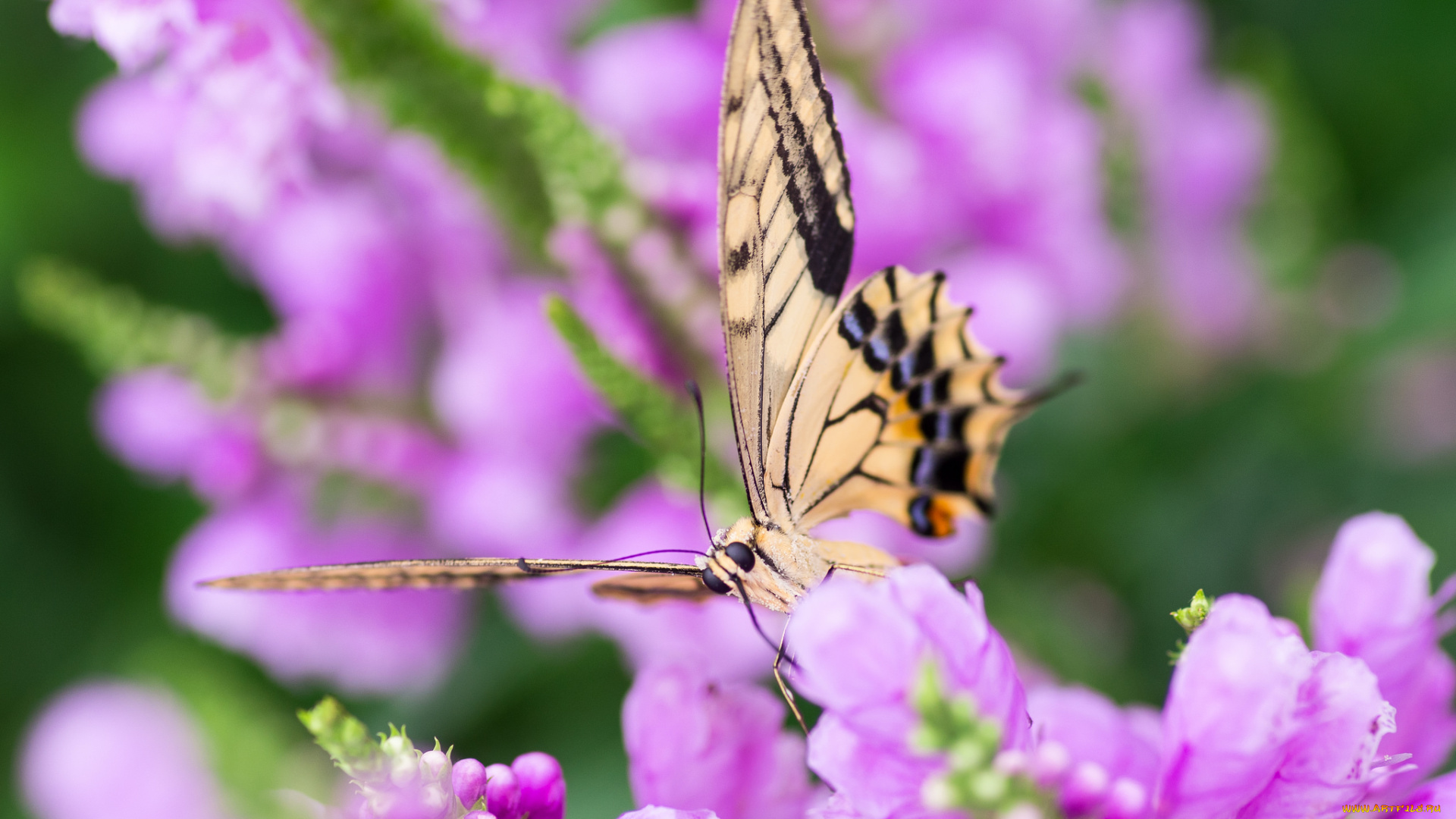 животные, бабочки, бабочка, цветок