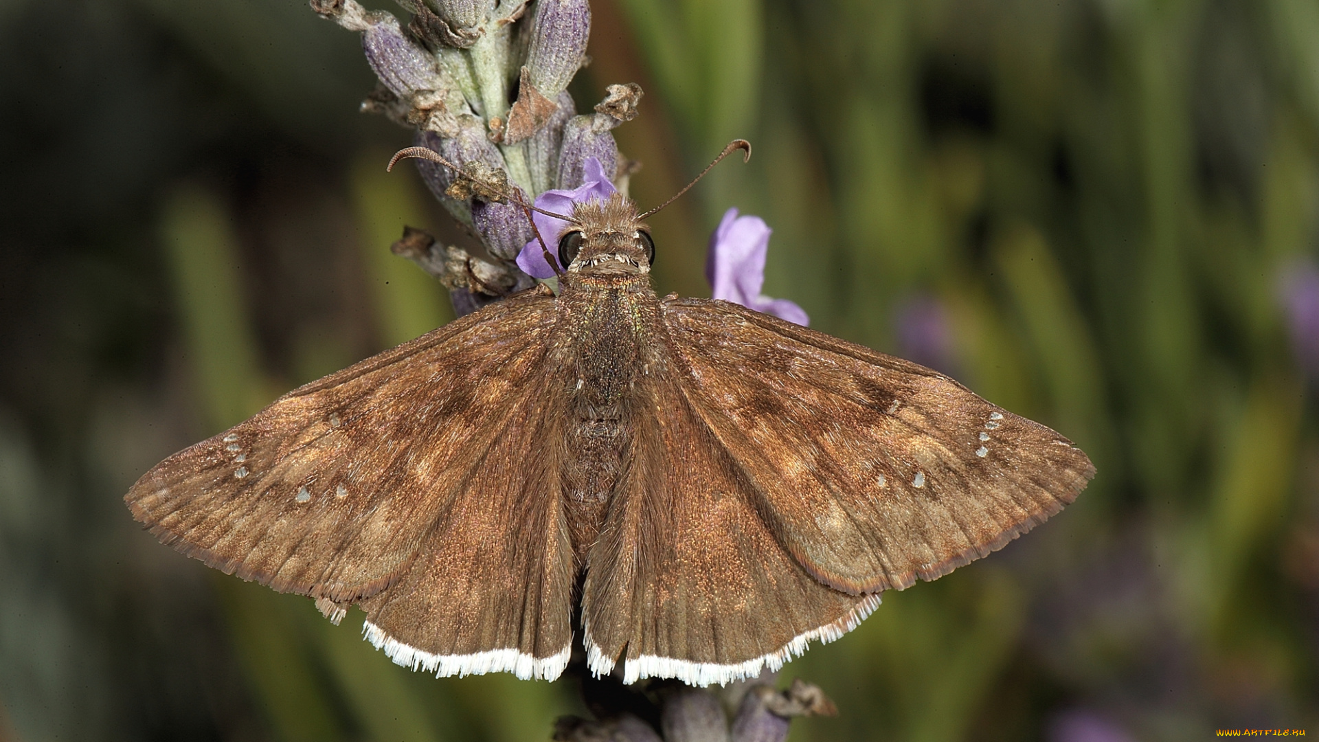 животные, бабочки, моль