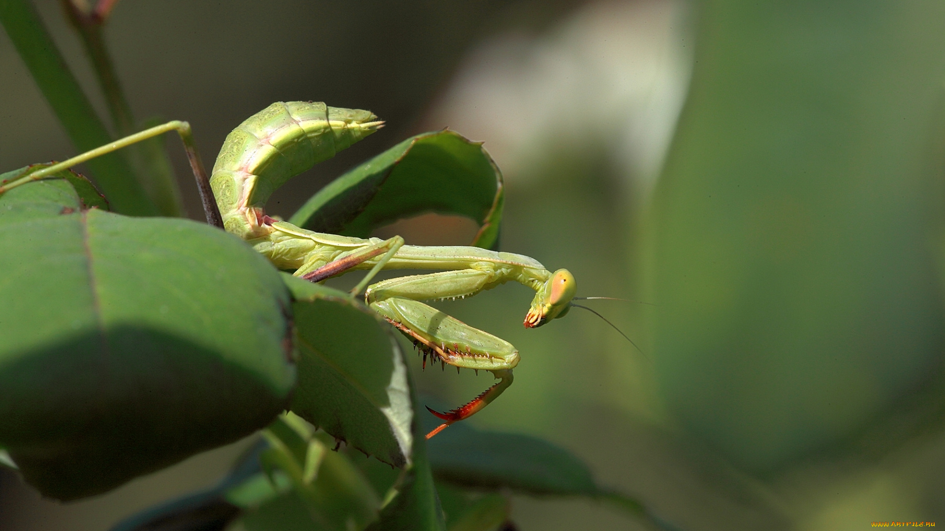 животные, богомолы, богомол, зелень, природа, макро