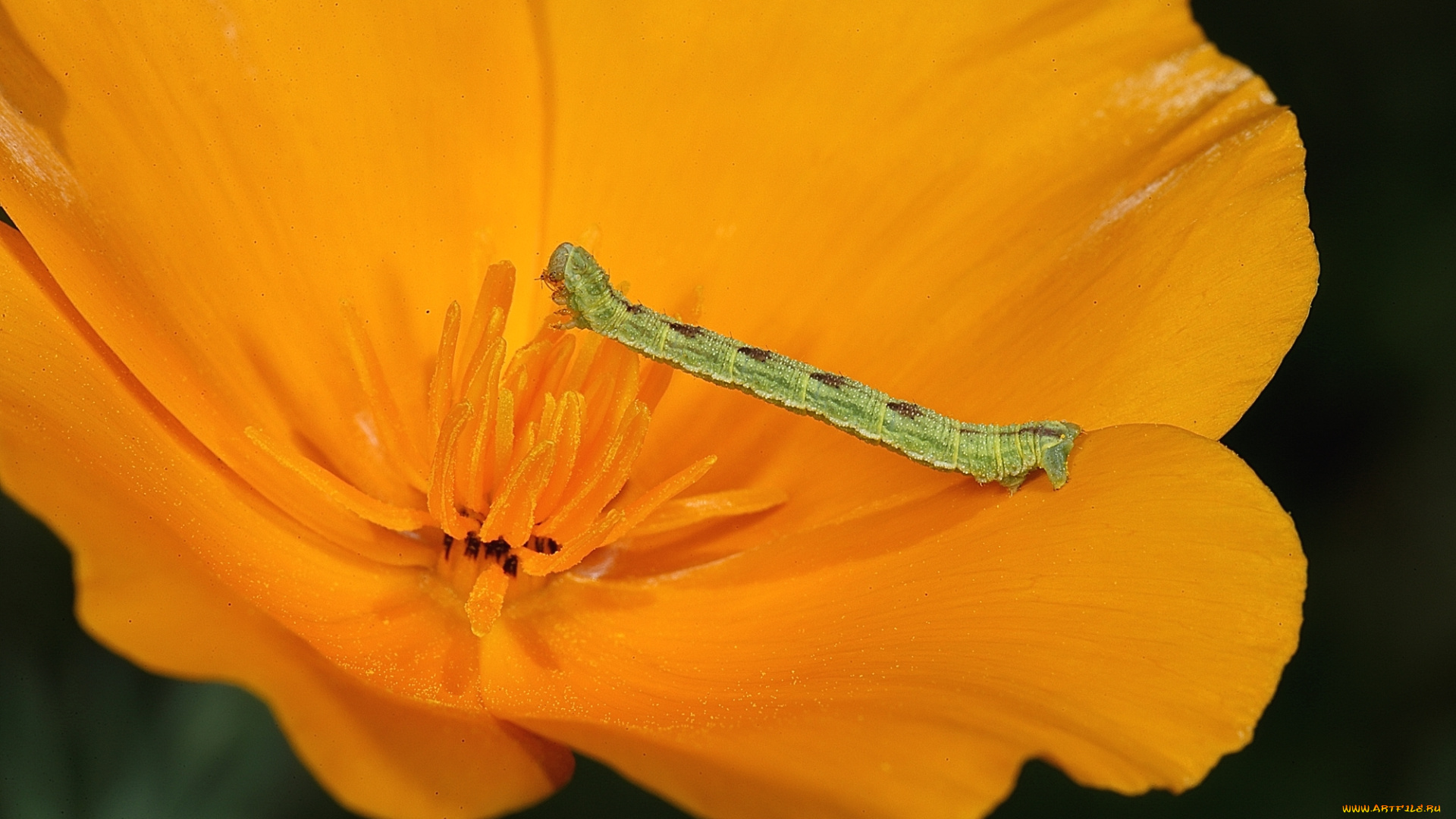 животные, гусеницы, цветок, оранжевый, гусеница