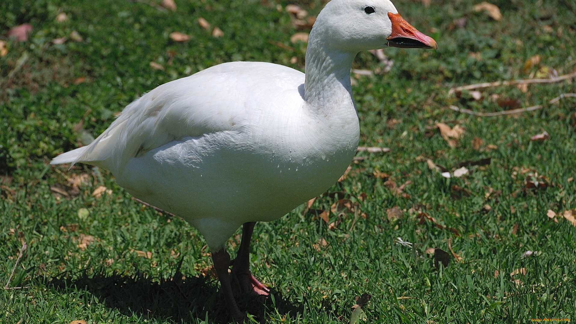 животные, гуси, гусь, трава