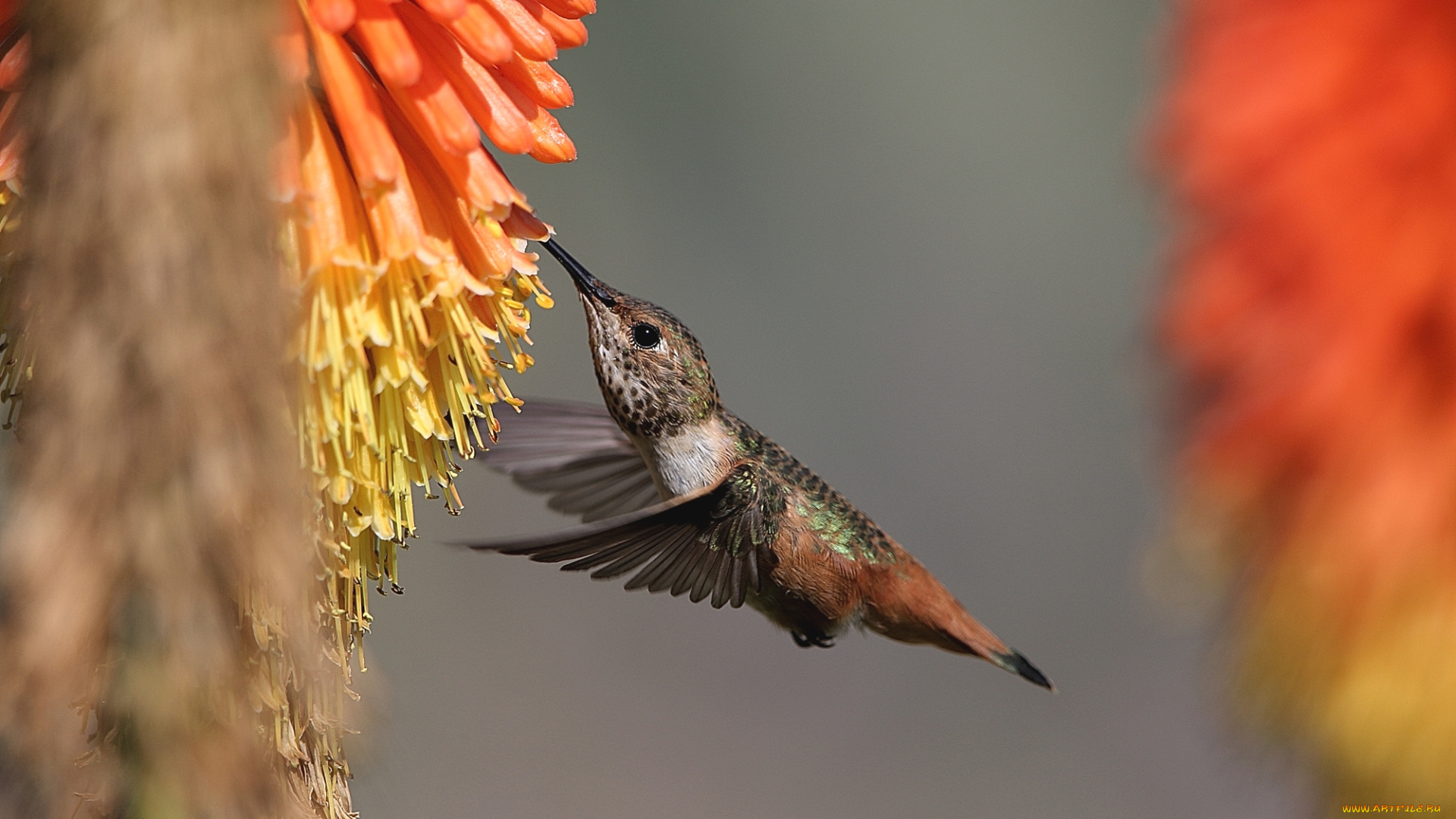 животные, колибри, птица, цветы, опыление