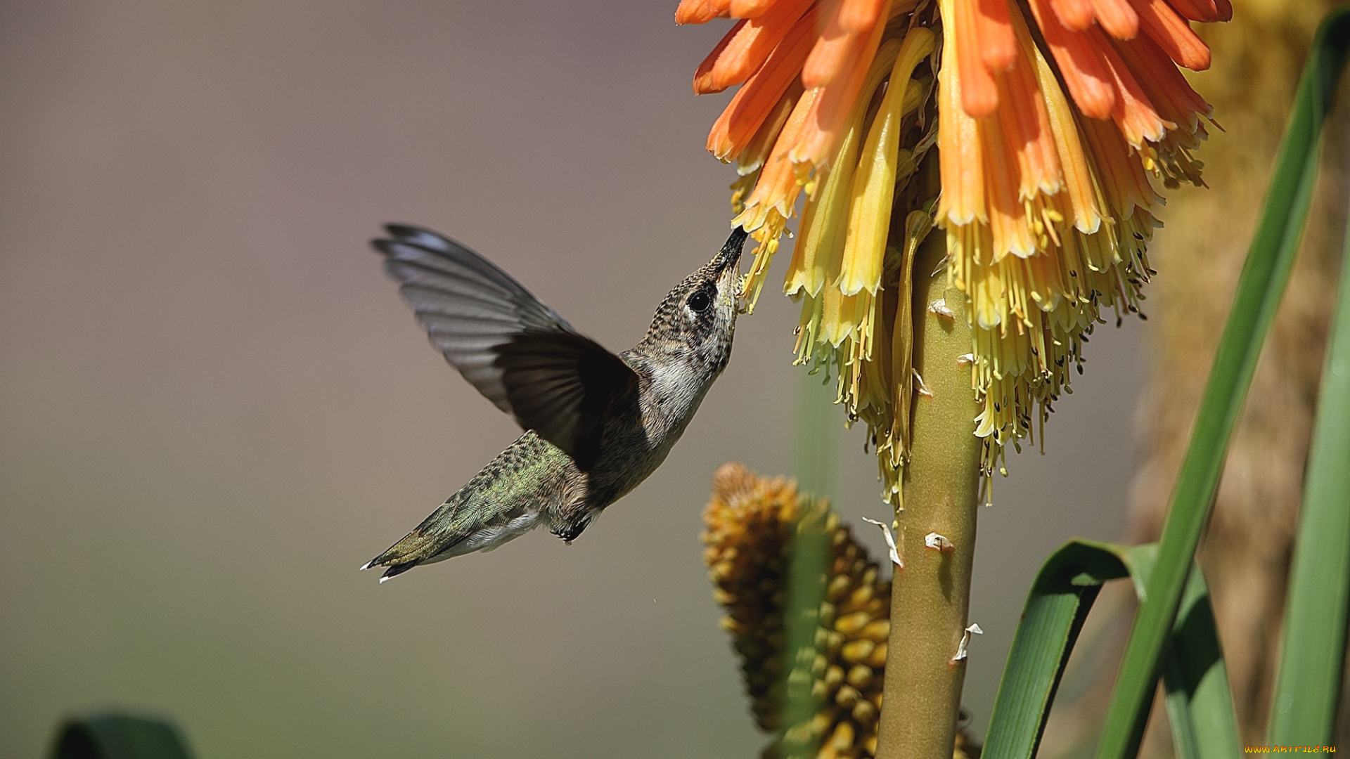 животные, колибри, птица, цветы, опыление