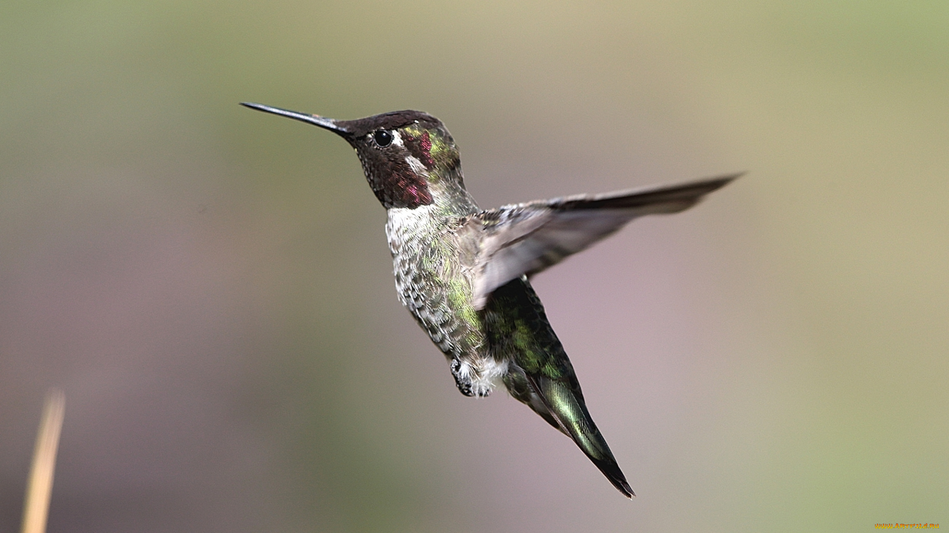 животные, колибри, птица, полёт