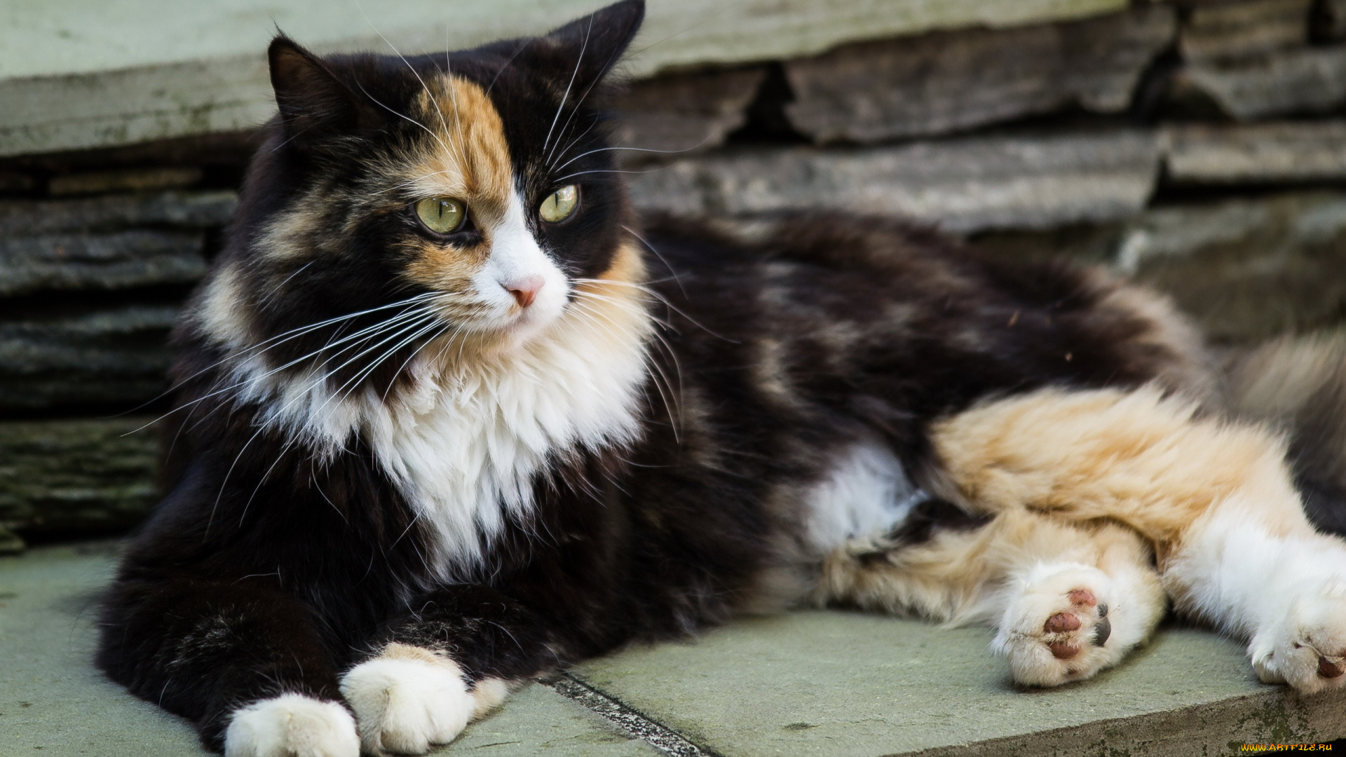 животные, коты, кошка, трехцветная, отдых, взгляд