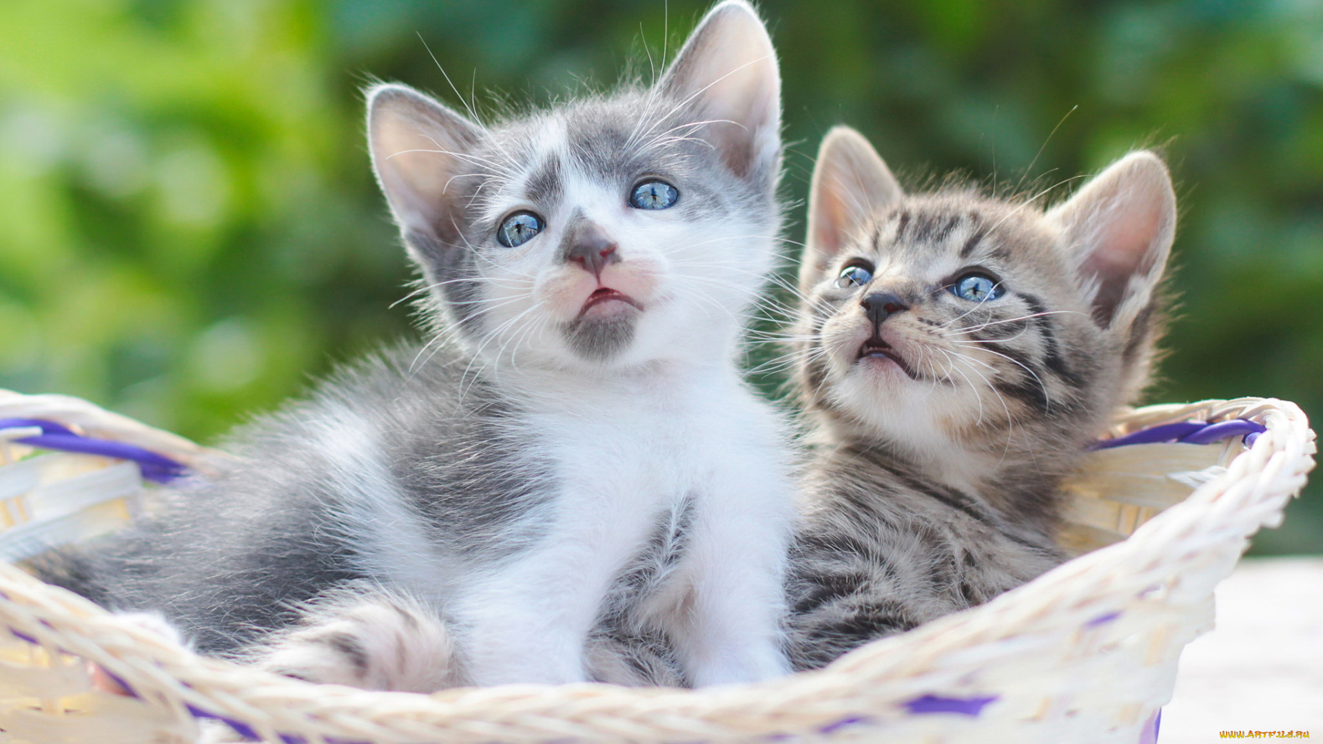 животные, коты, котята, корзина