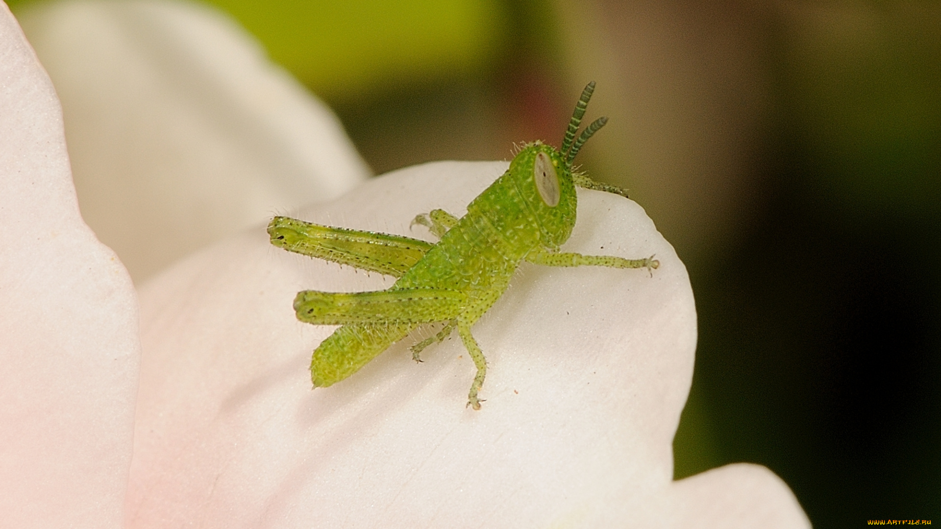 животные, кузнечики, , саранча, кузнечик, макро