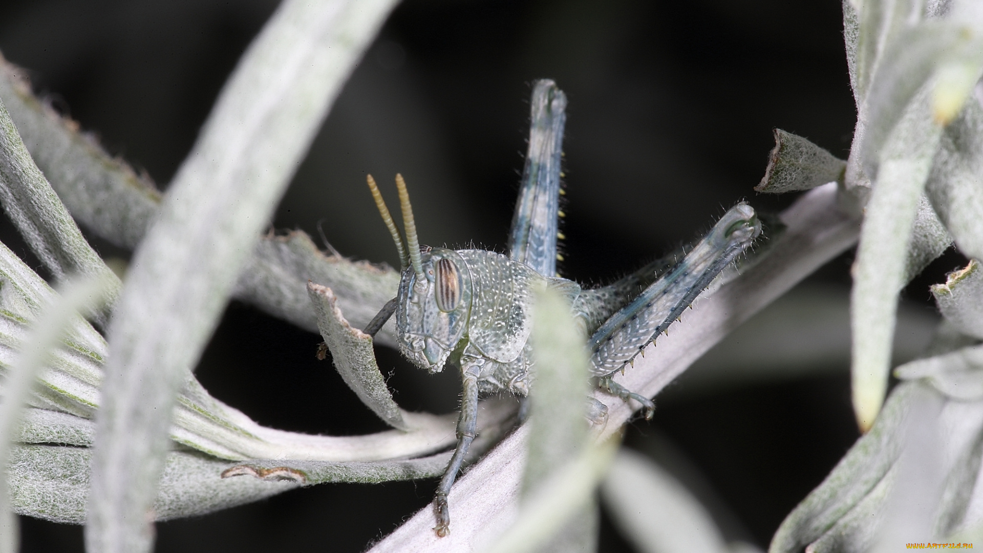 животные, кузнечики, , саранча, насекомое, кузнечик, серый, макро, трава