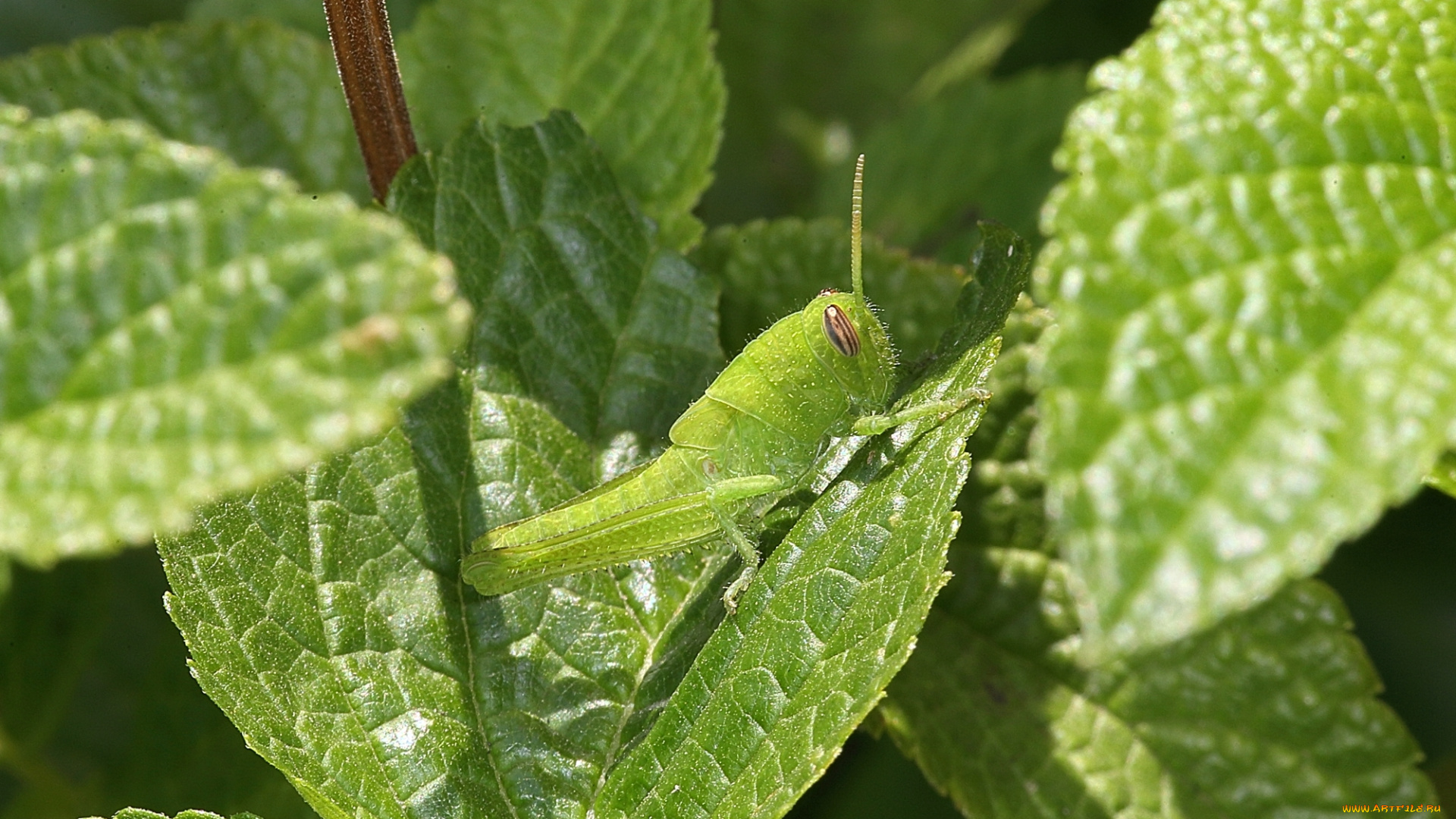 животные, кузнечики, , саранча, зелень, растения, кузнечик, макро