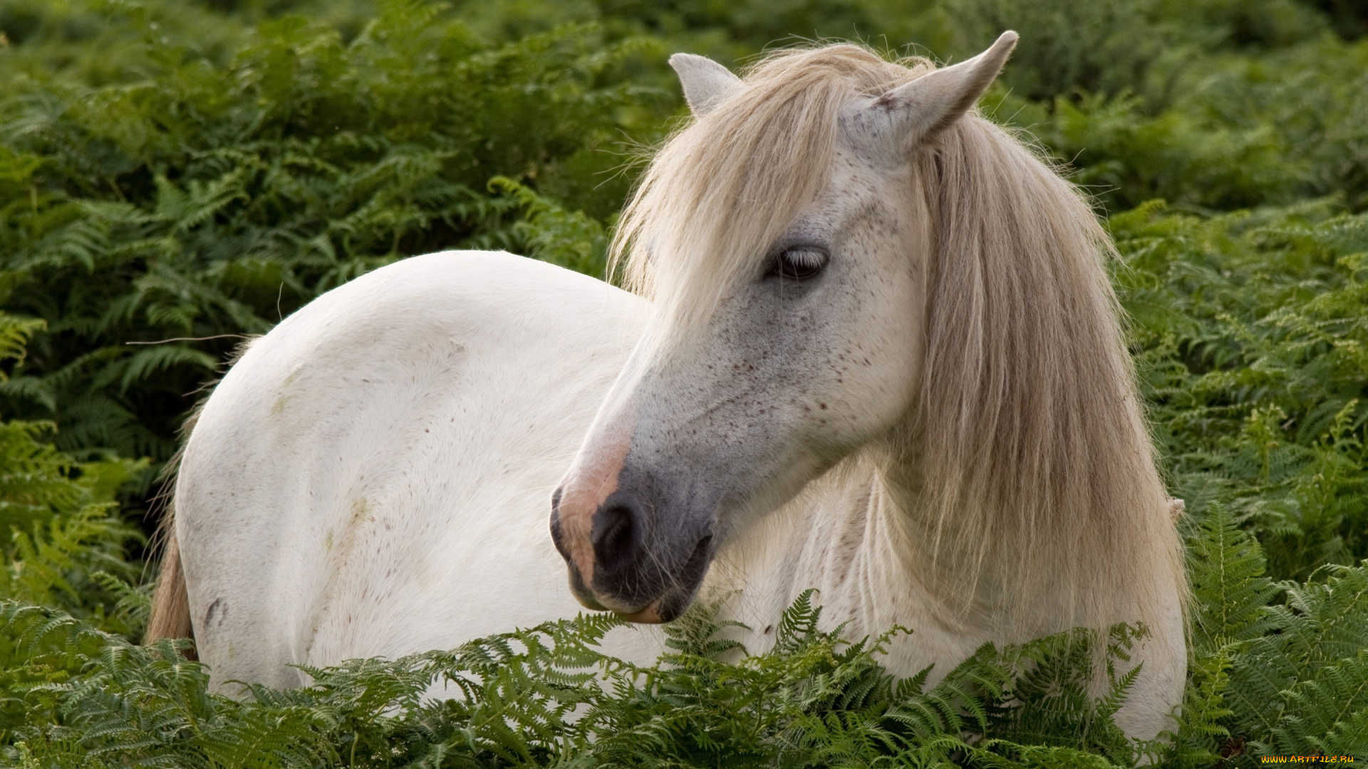животные, лошади, конь, природа, лето